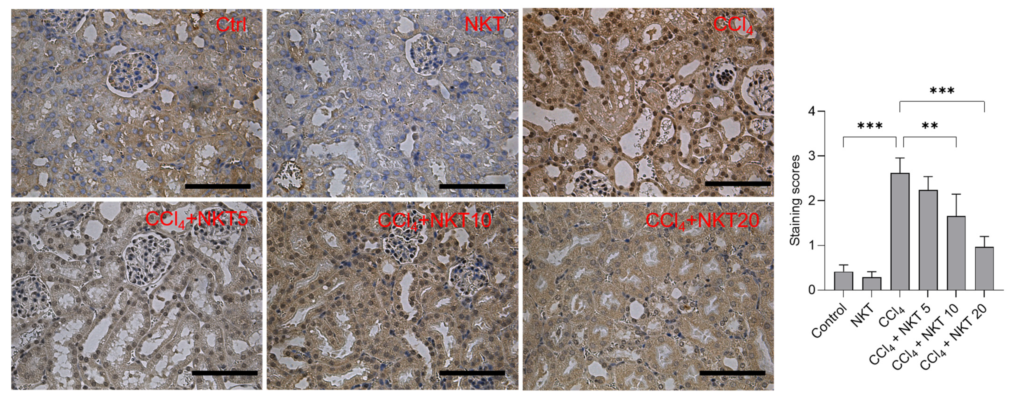 Antioxidants 12 00370 g008