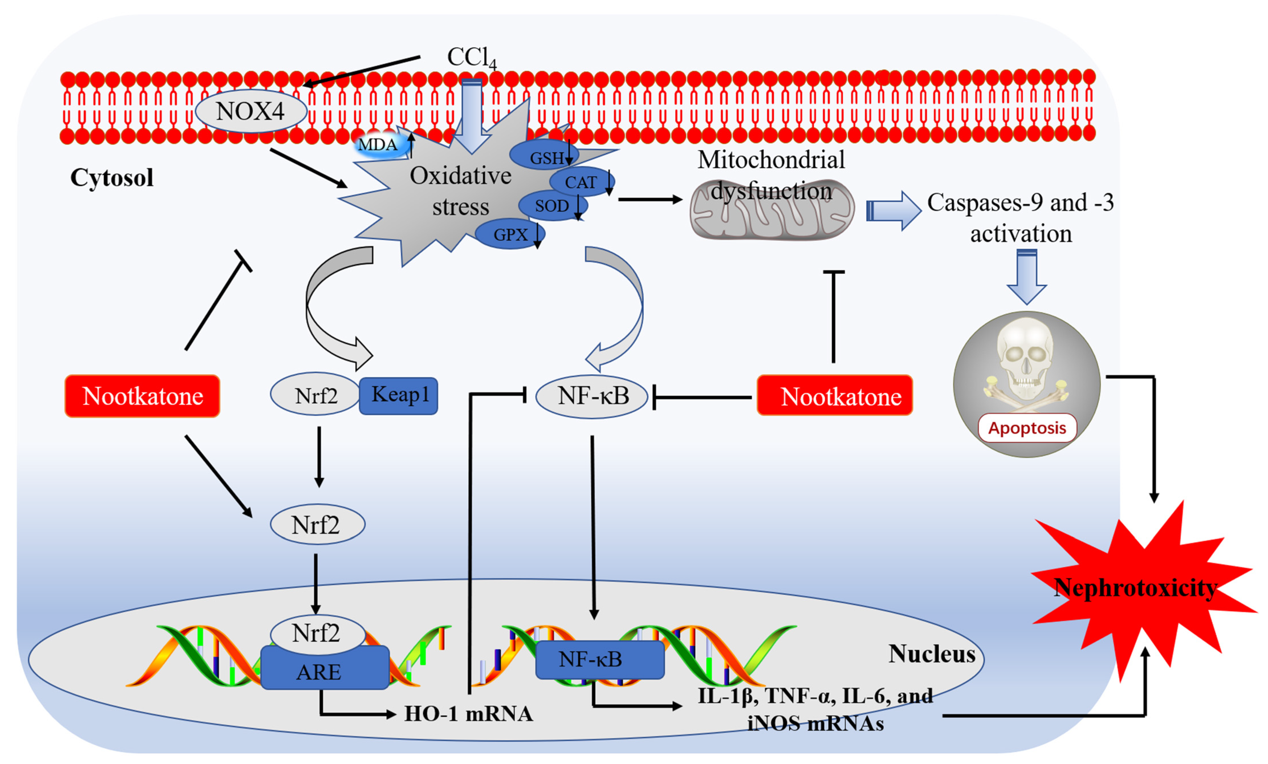 Antioxidants 12 00370 g010