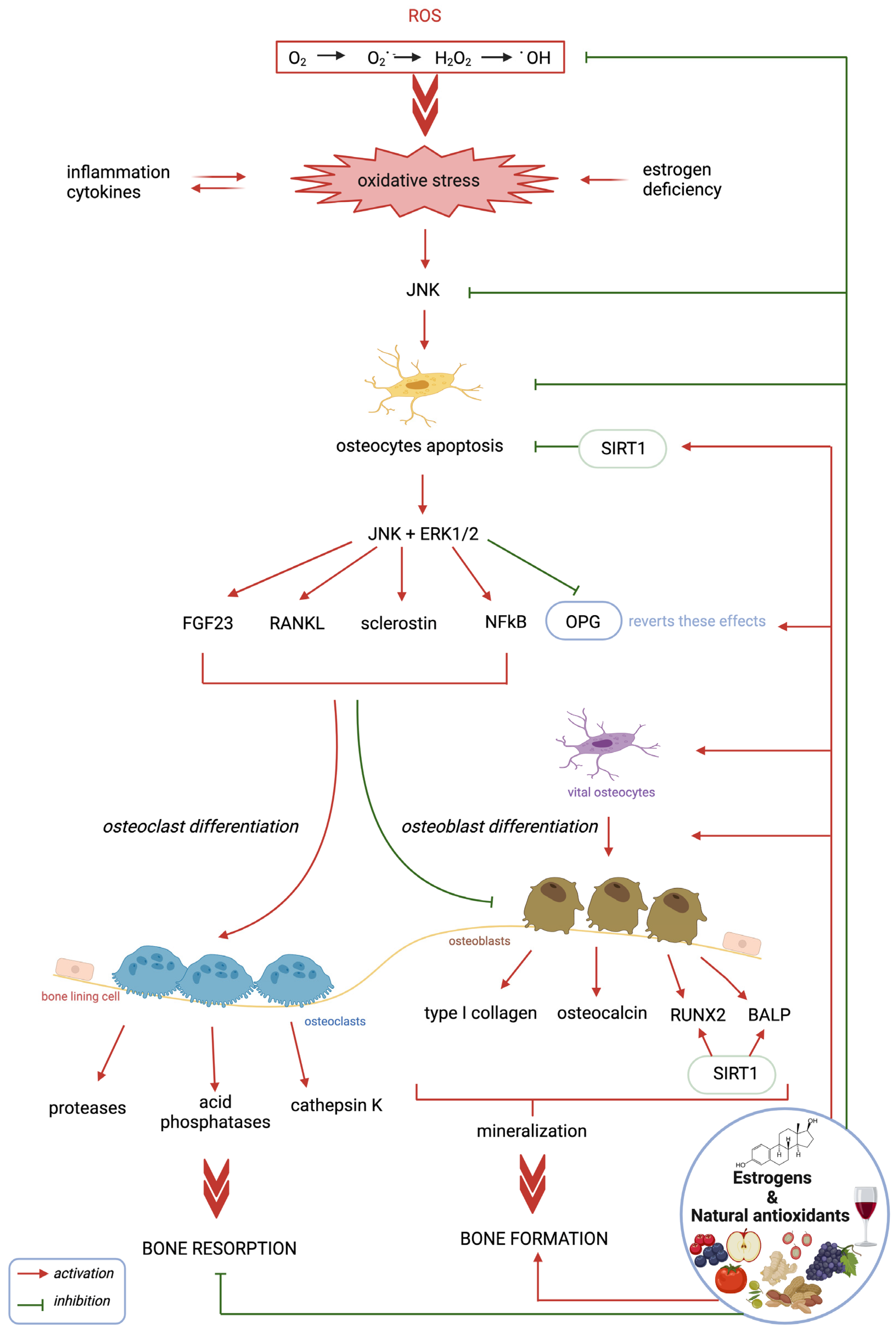 Antioxidants 12 00373 g001