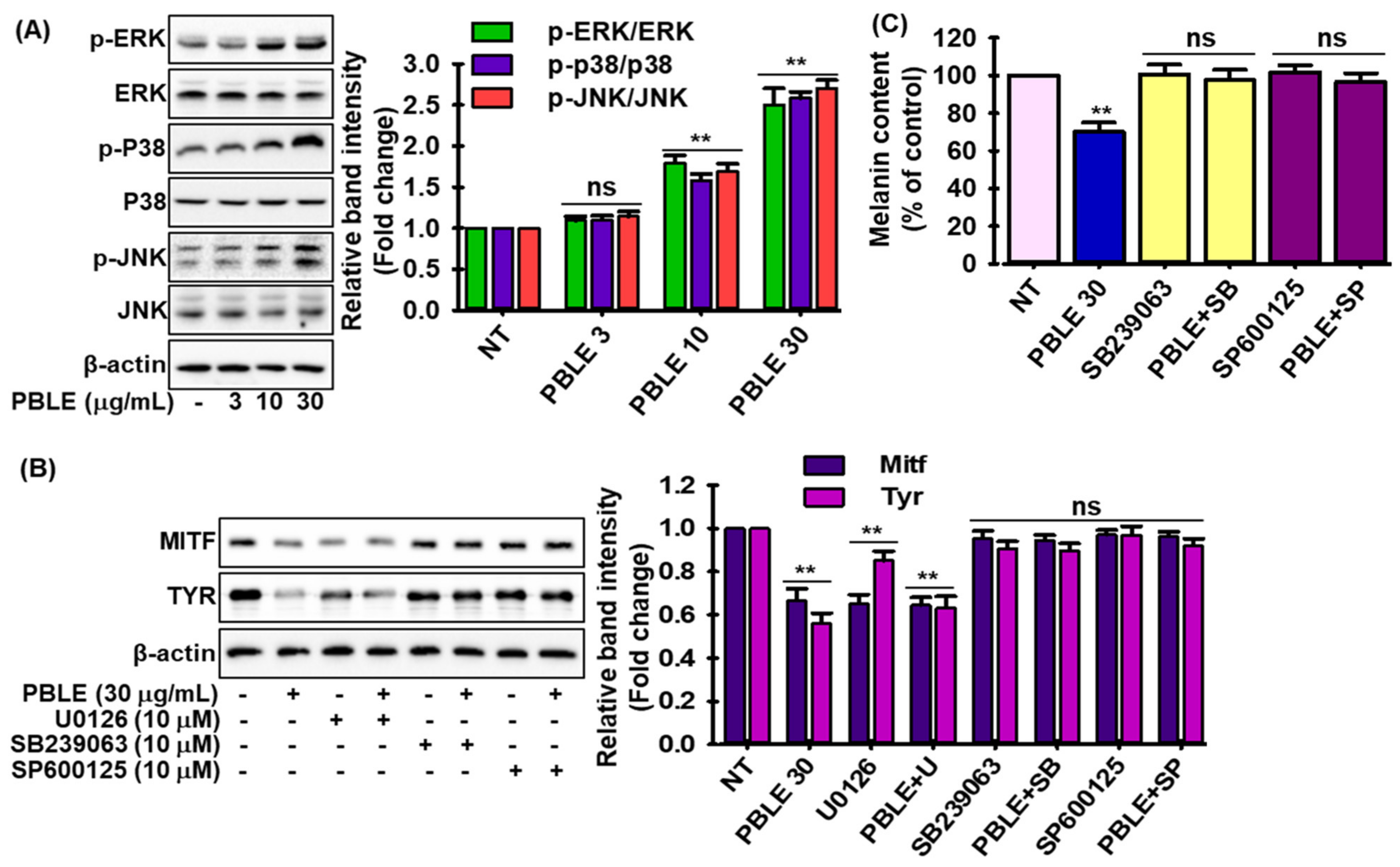 Antioxidants 12 00374 g004
