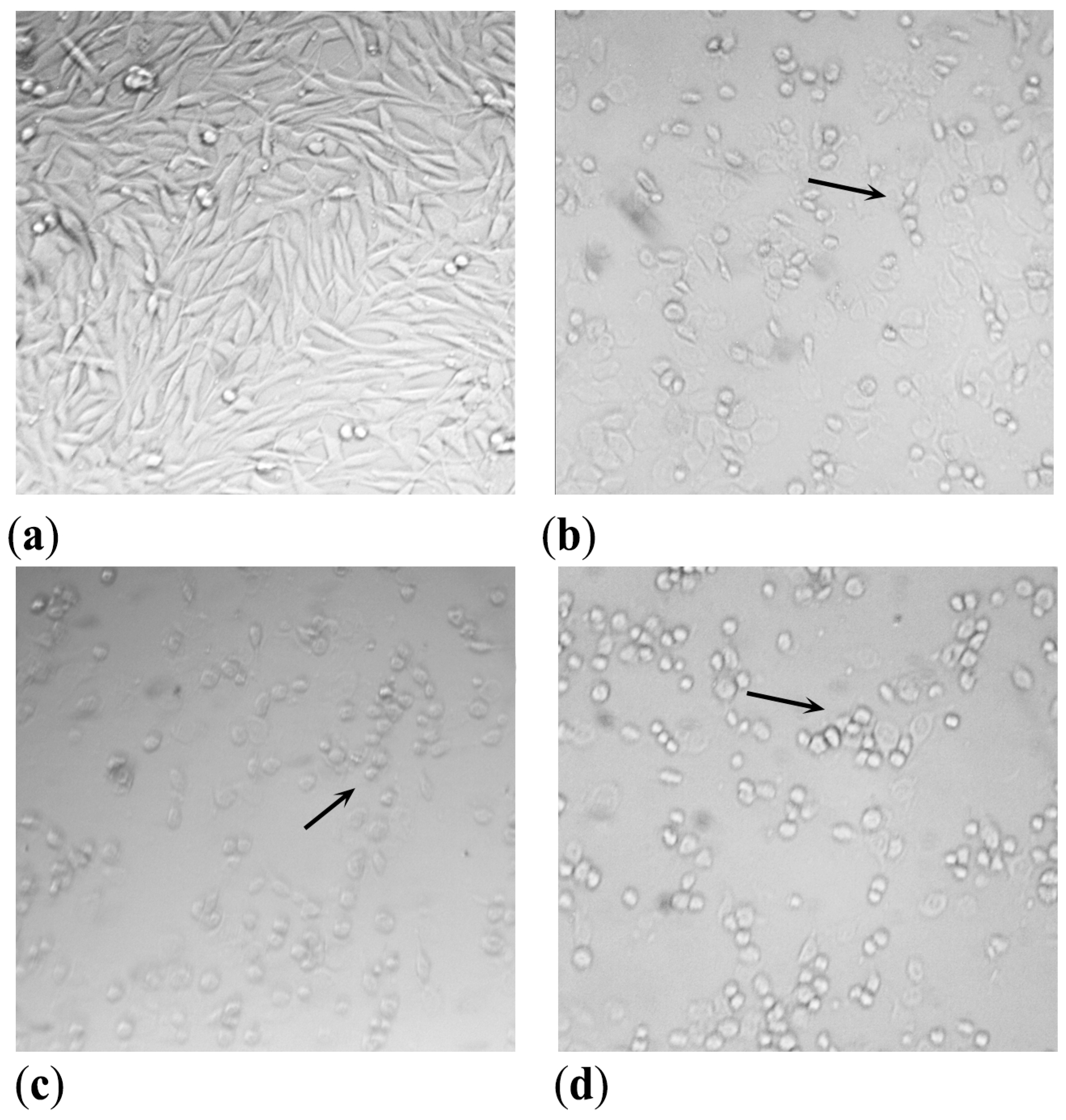 Antioxidants 12 00384 g006 Antioxidants 12 00384 g006