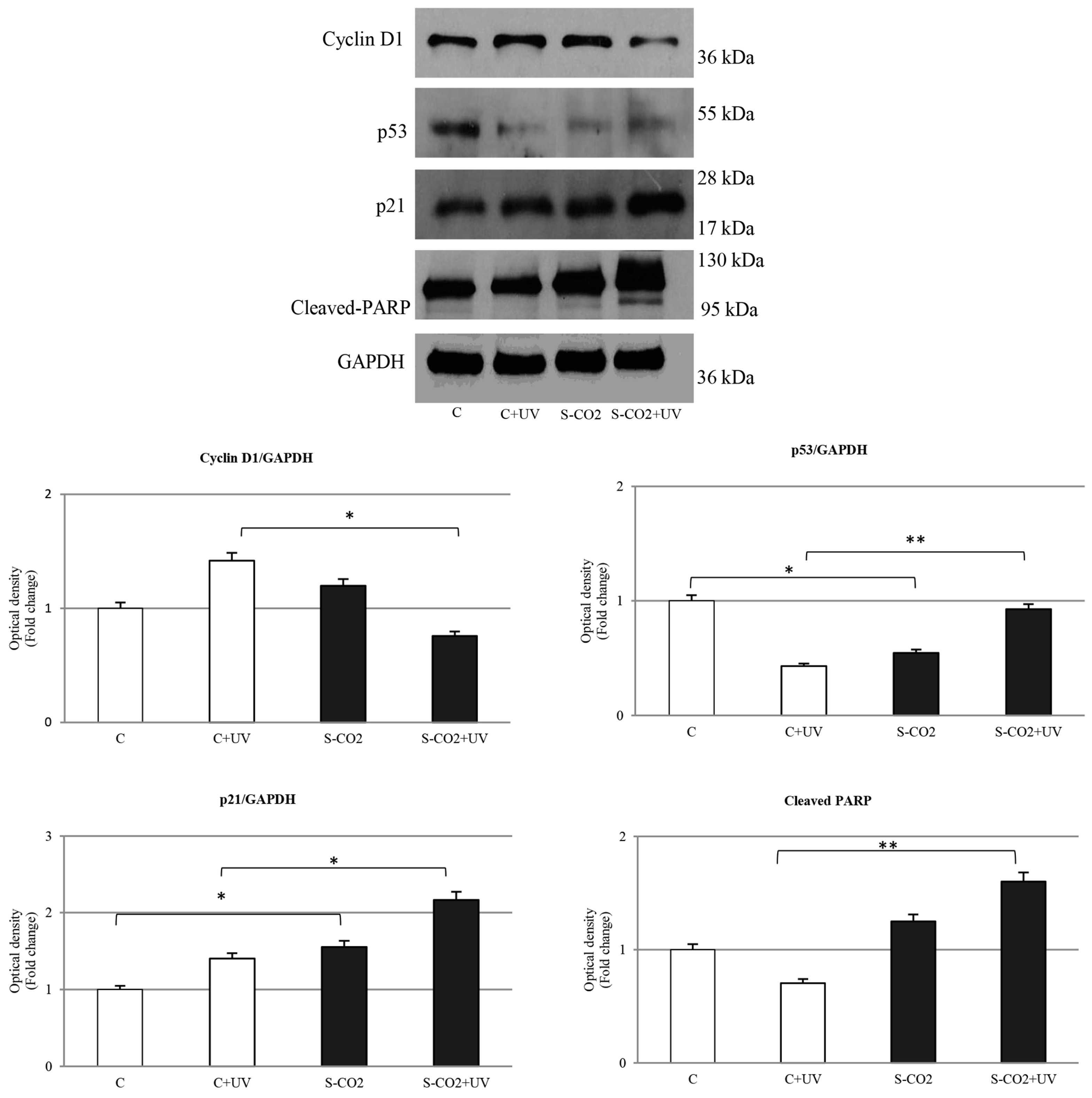 Antioxidants 12 00384 g008 Antioxidants 12 00384 g008