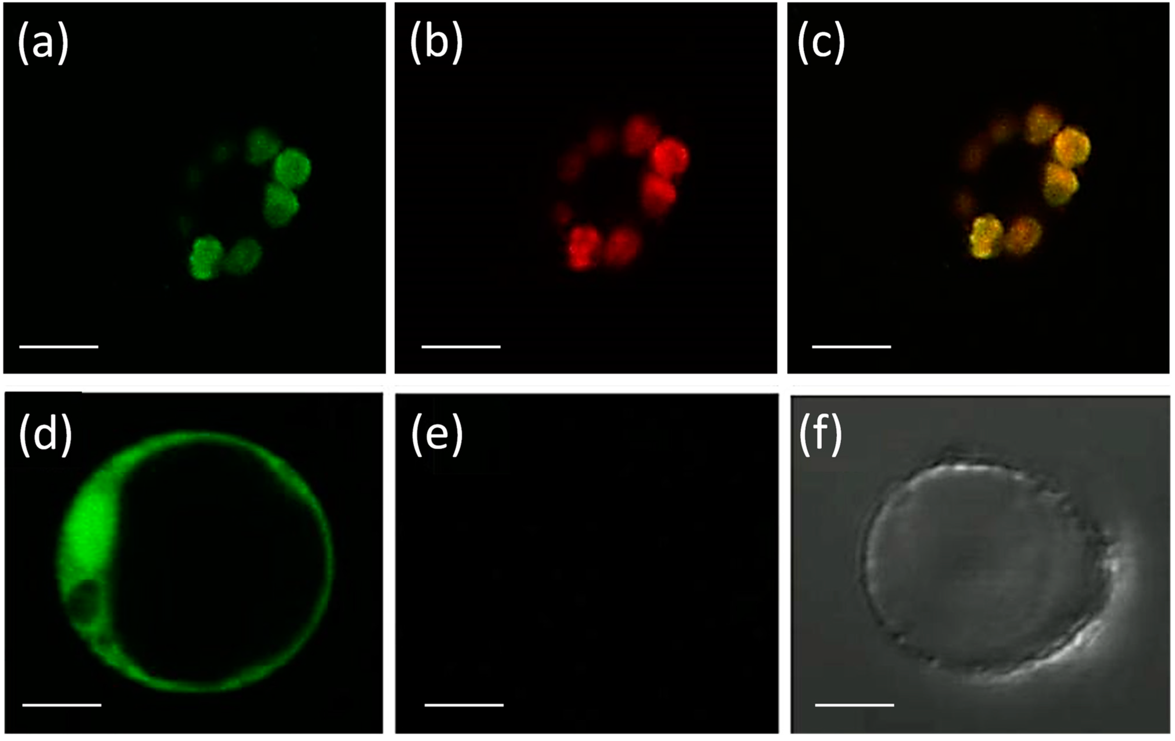 Antioxidants 12 00387 g001