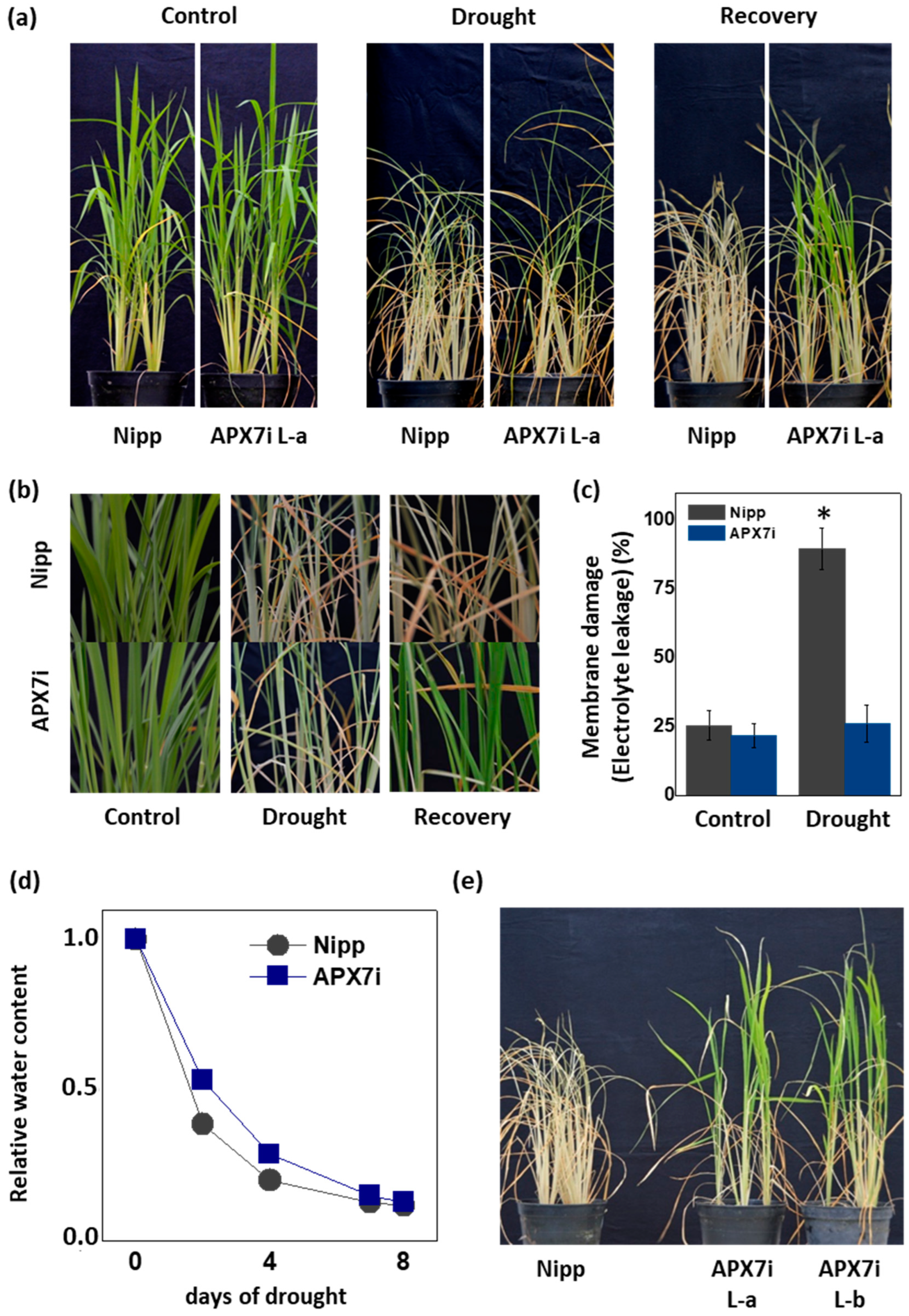 Antioxidants 12 00387 g005