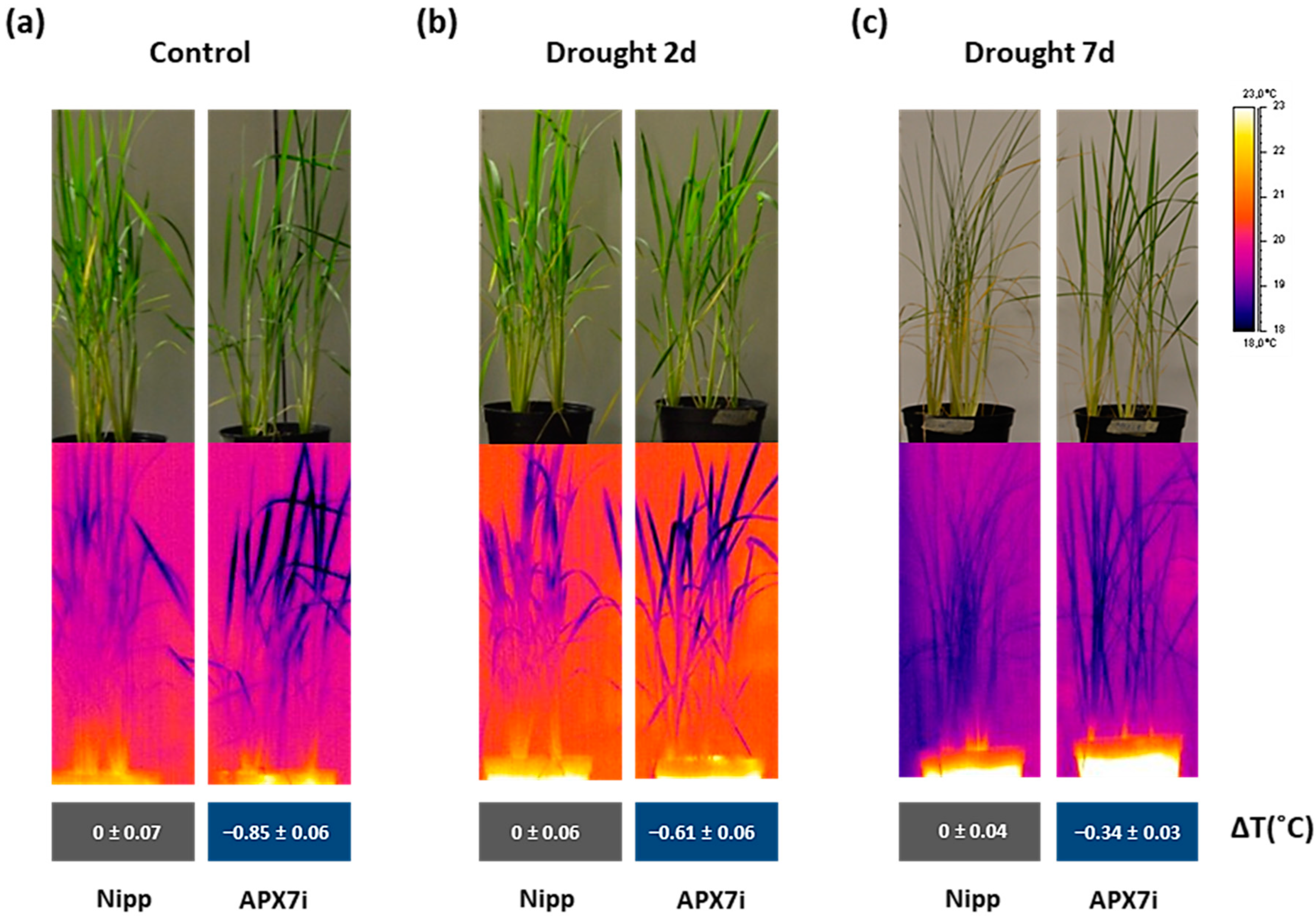 Antioxidants 12 00387 g008