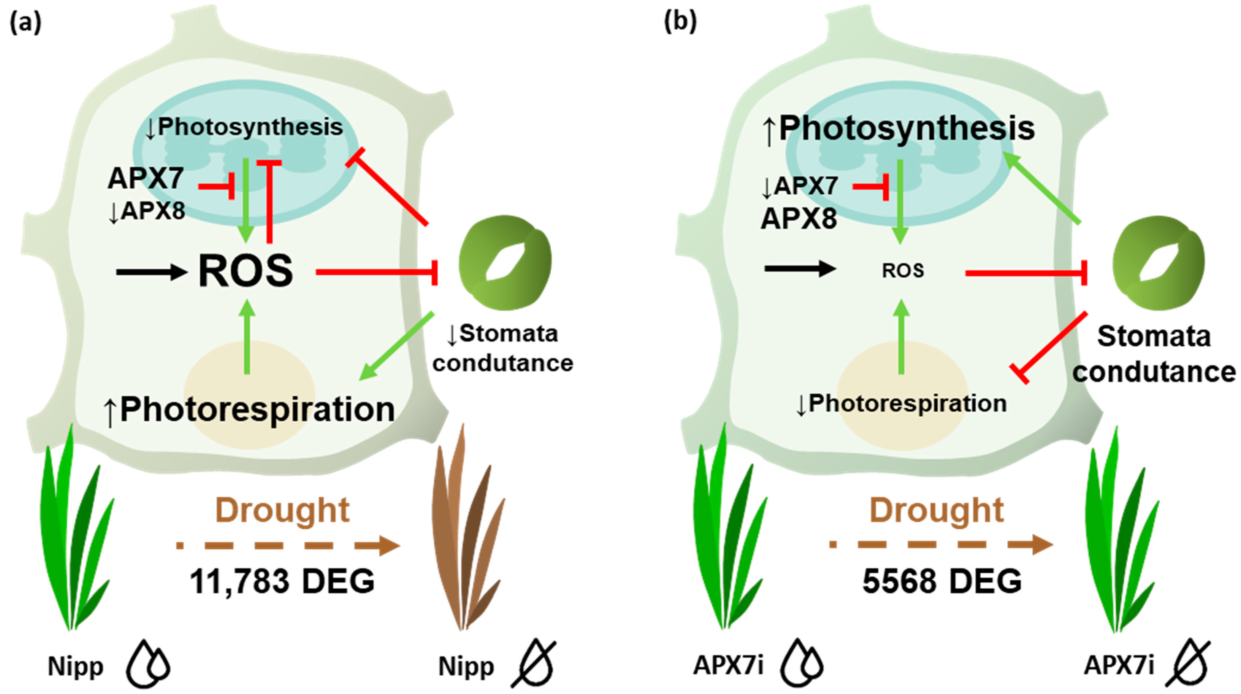 Antioxidants 12 00387 g011
