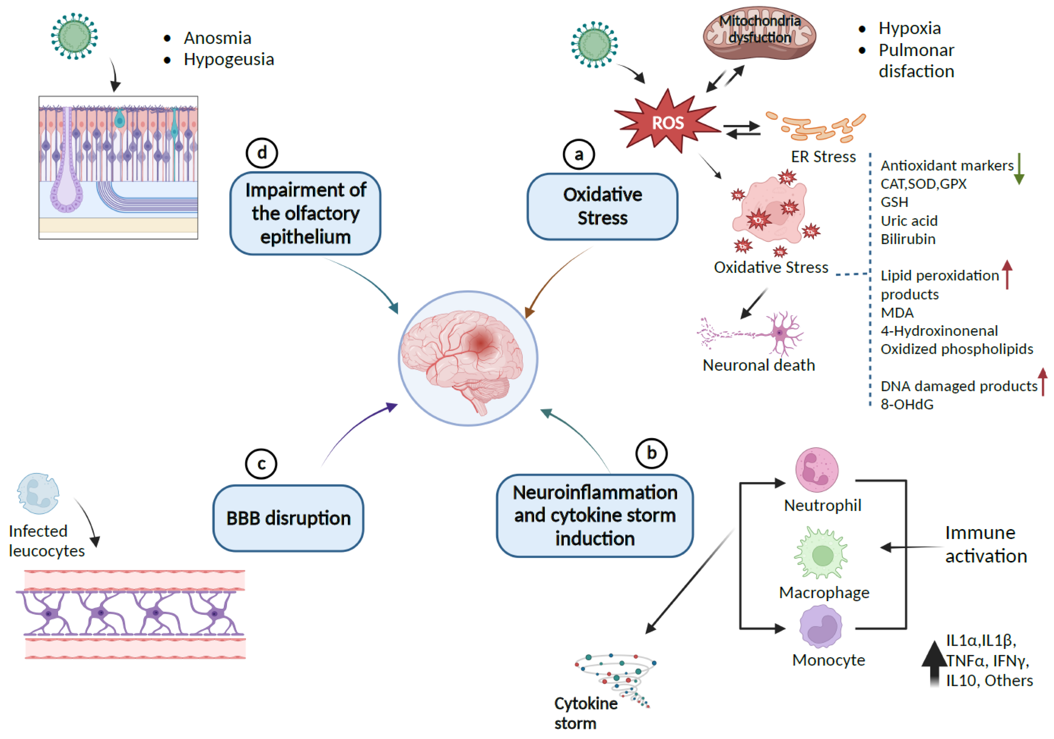 Antioxidants 12 00393 g002