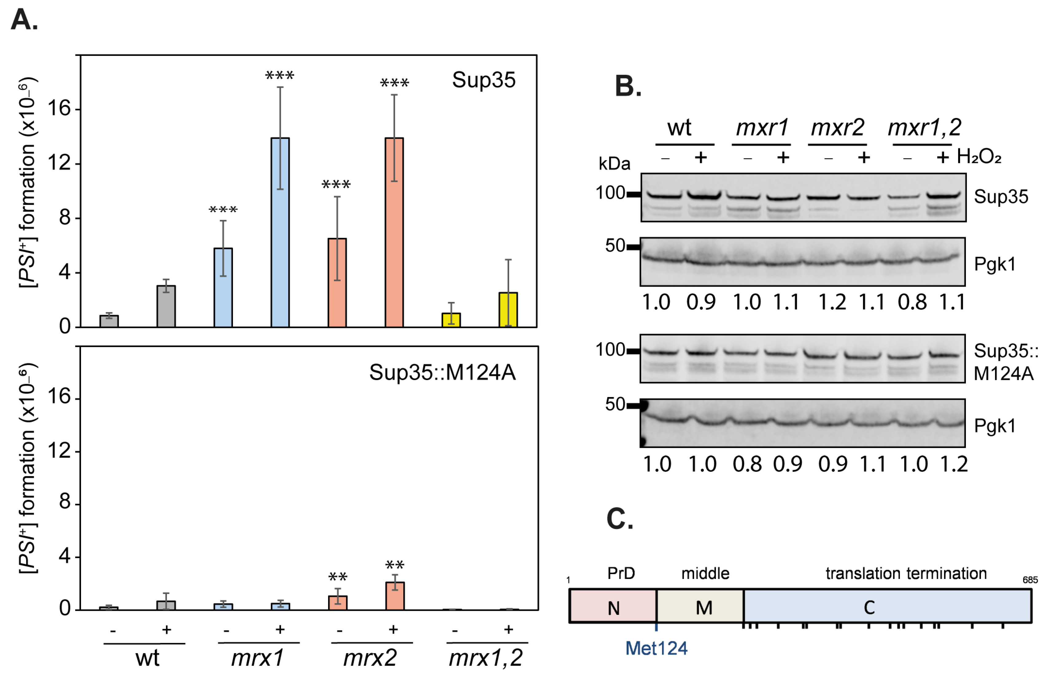 Antioxidants 12 00401 g002 Antioxidants 12 00401 g002