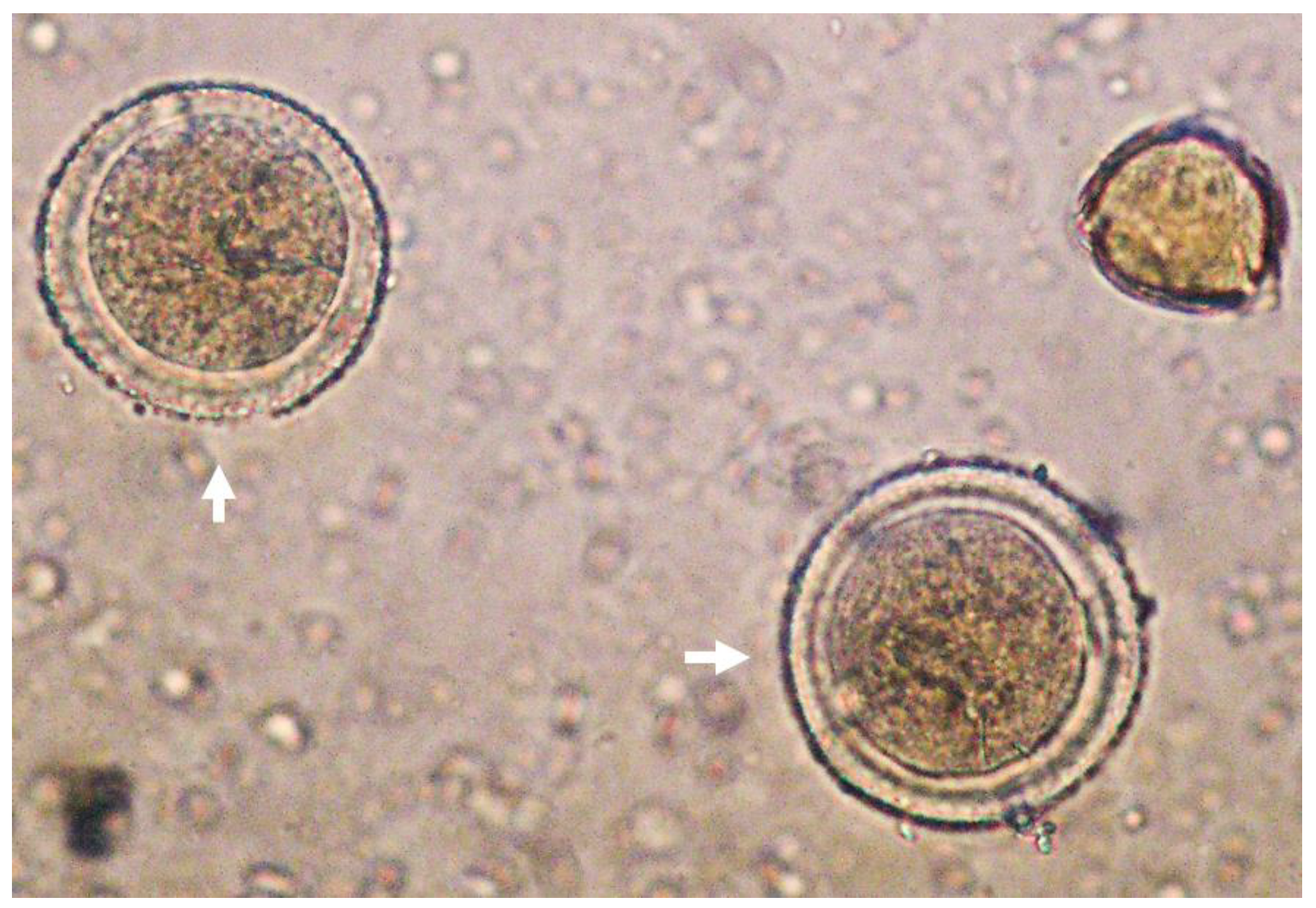 Antioxidants 12 00404 g001