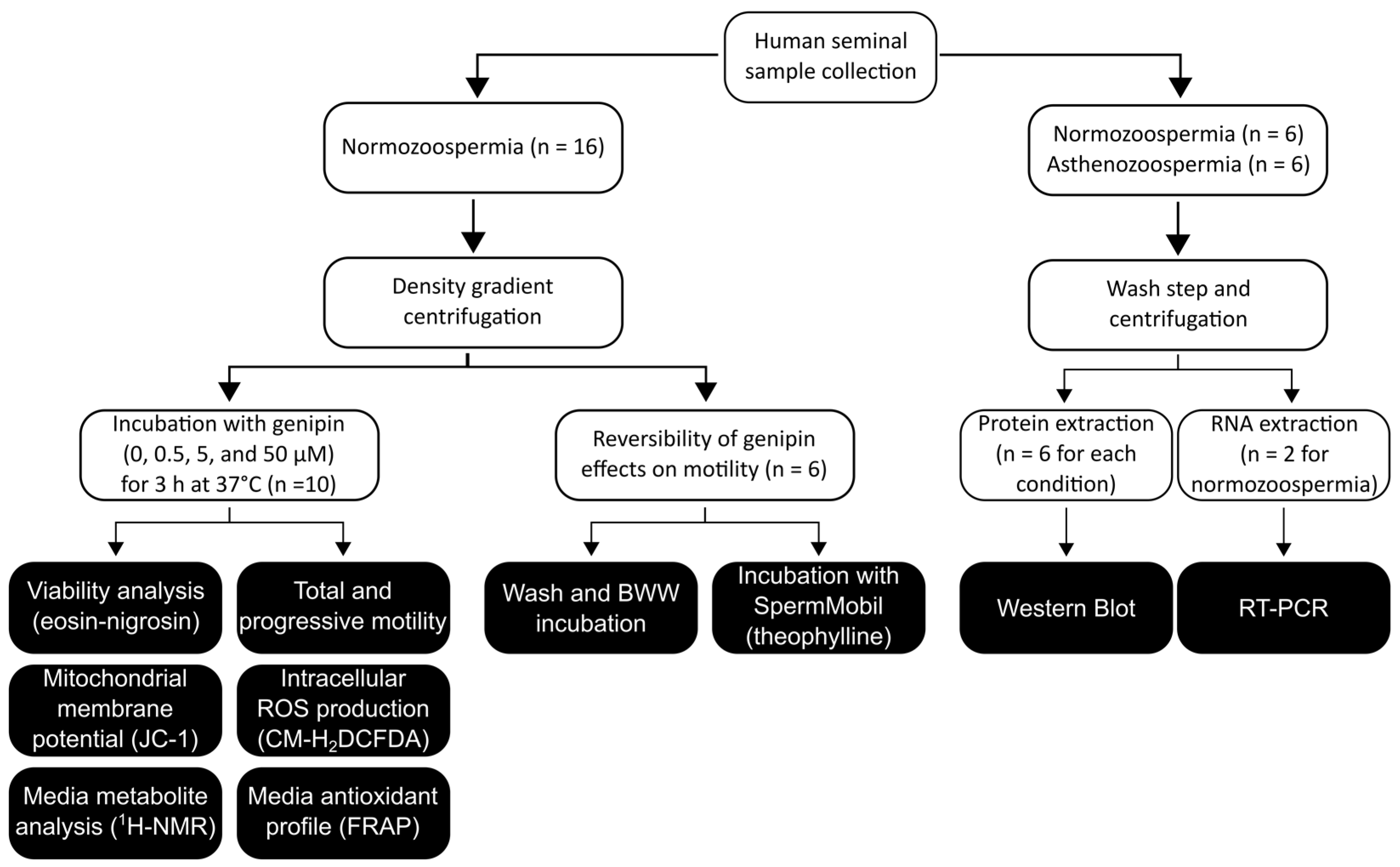 Antioxidants 12 00409 g001