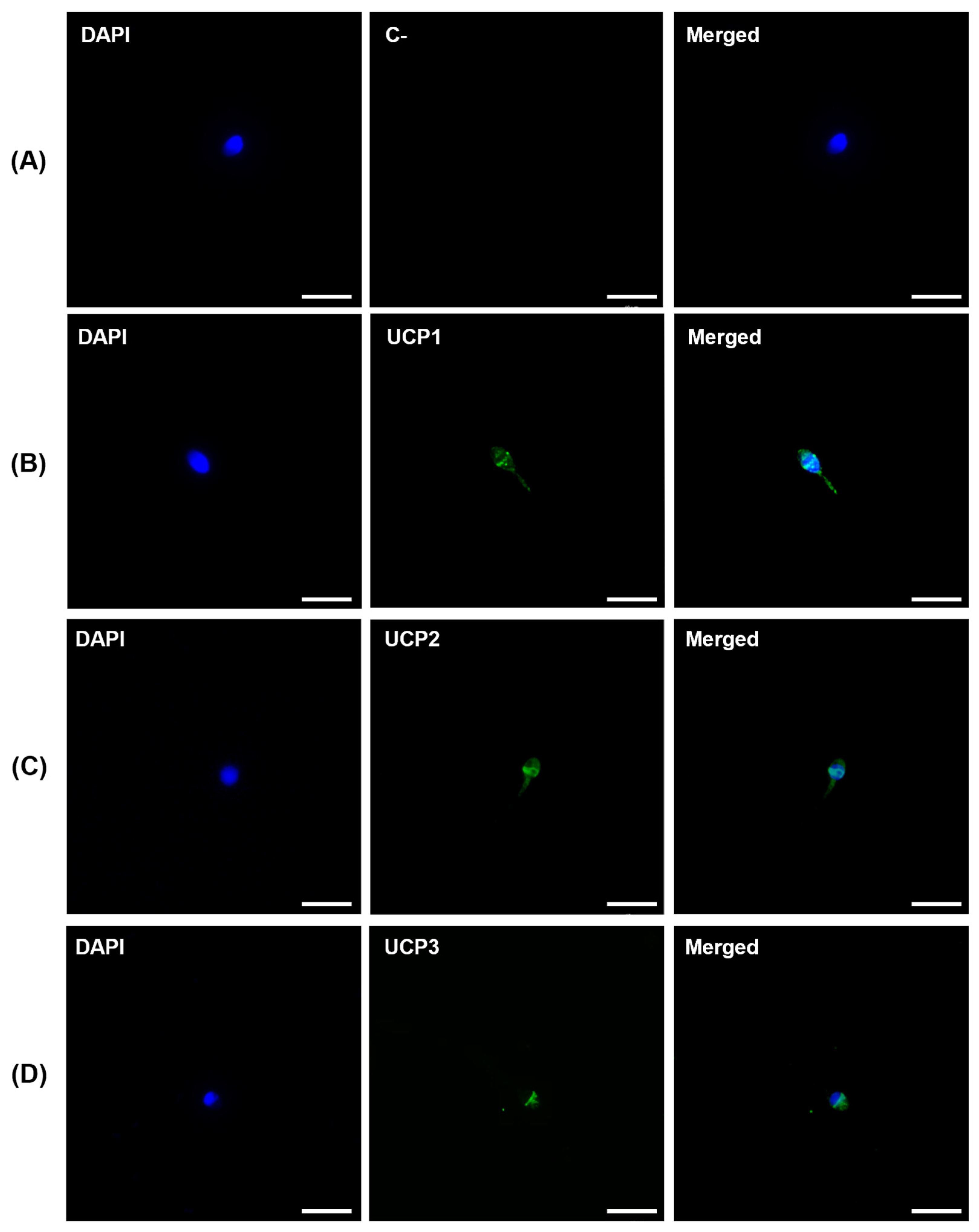 Antioxidants 12 00409 g003