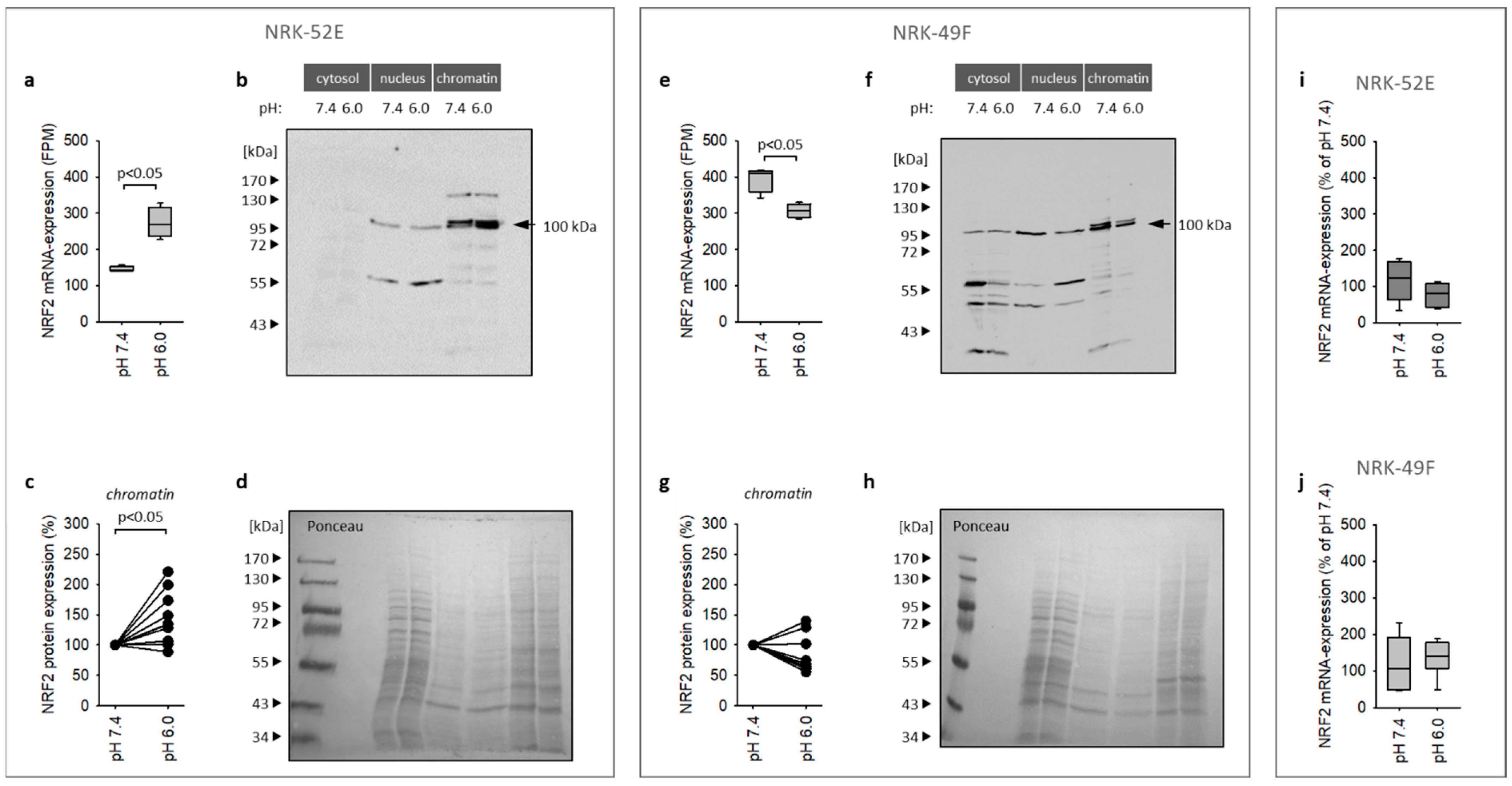 Antioxidants 12 00412 g004