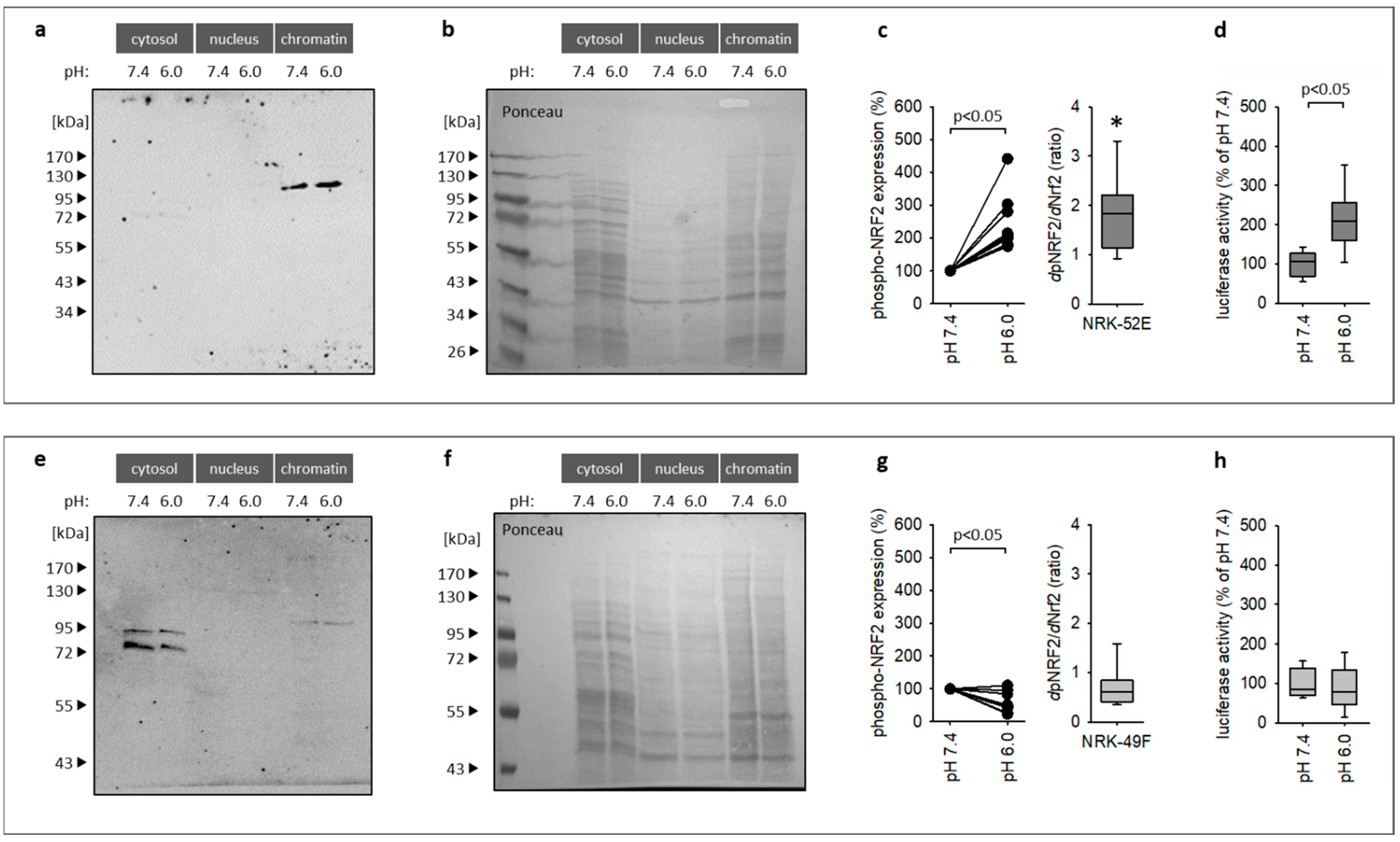 Antioxidants 12 00412 g005