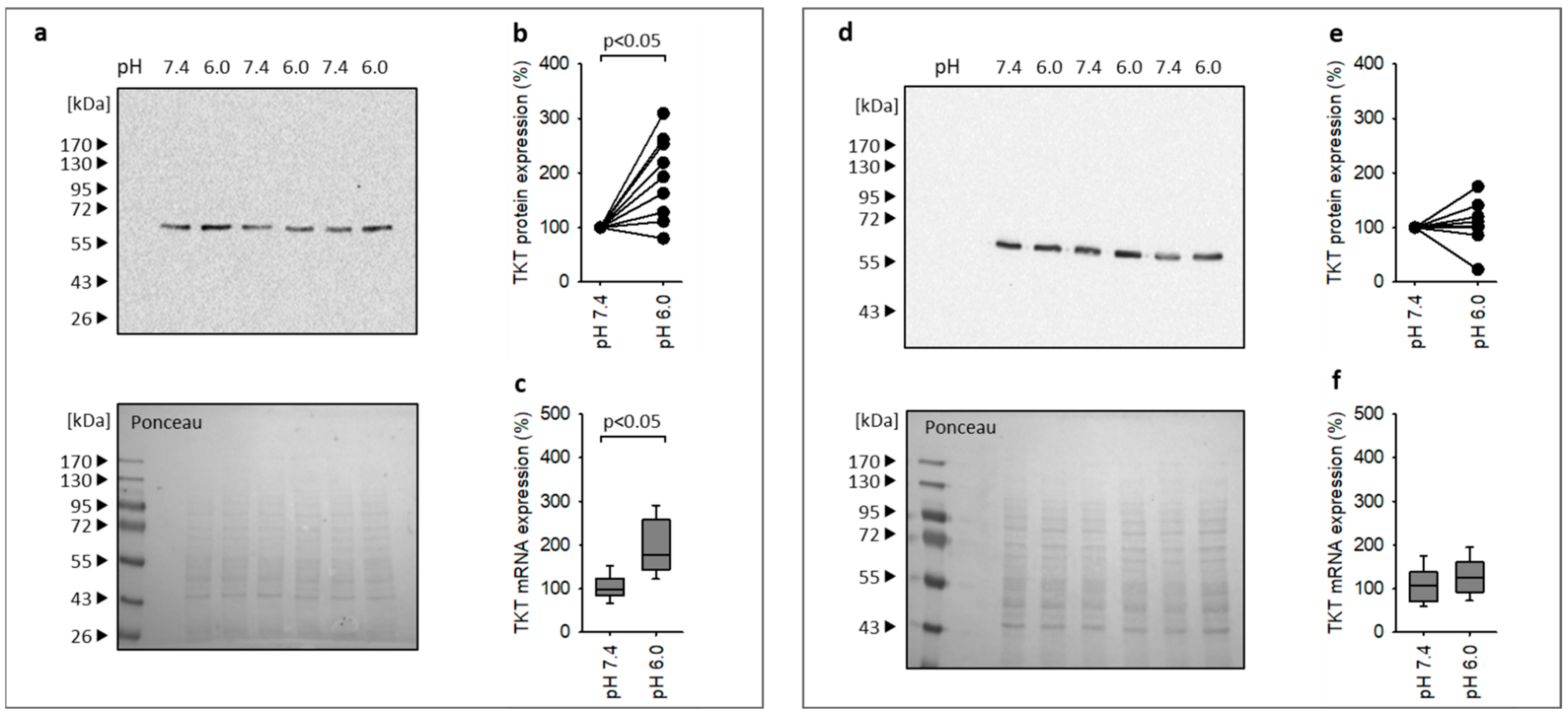 Antioxidants 12 00412 g006