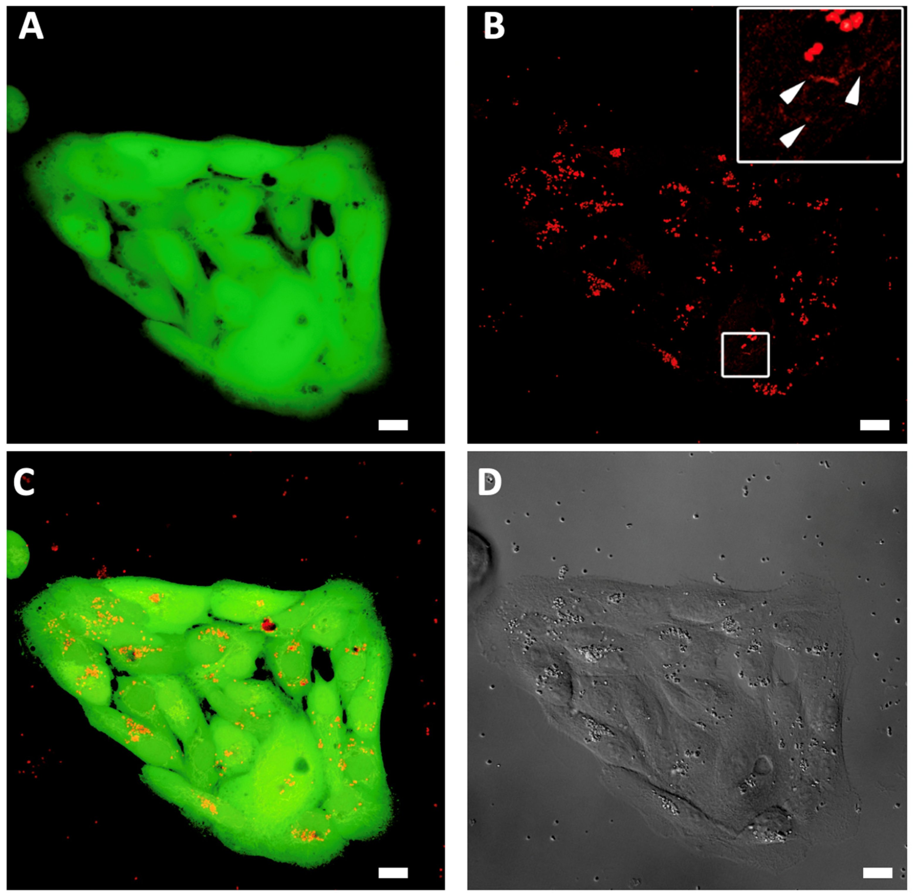 Antioxidants 12 00413 g002