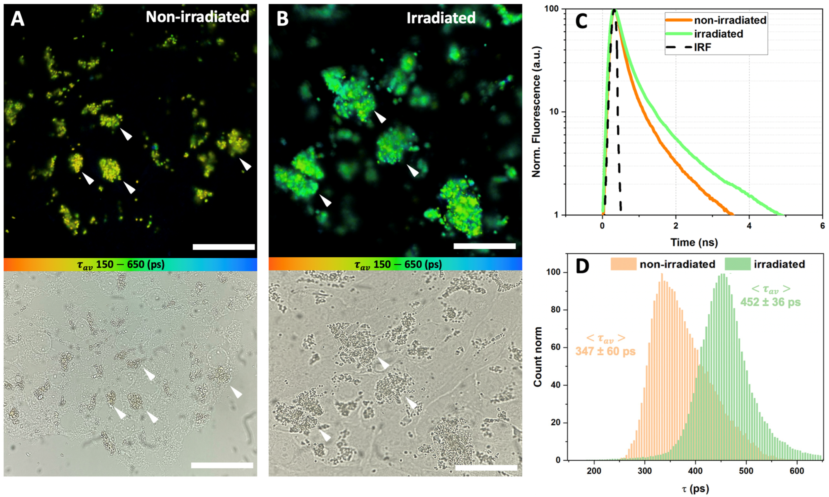 Antioxidants 12 00413 g004