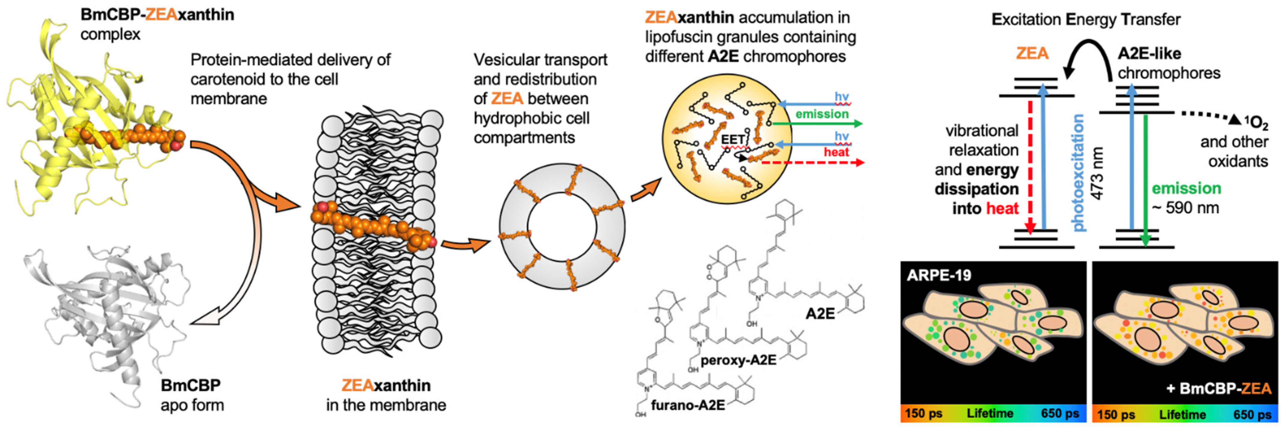 Antioxidants 12 00413 g007