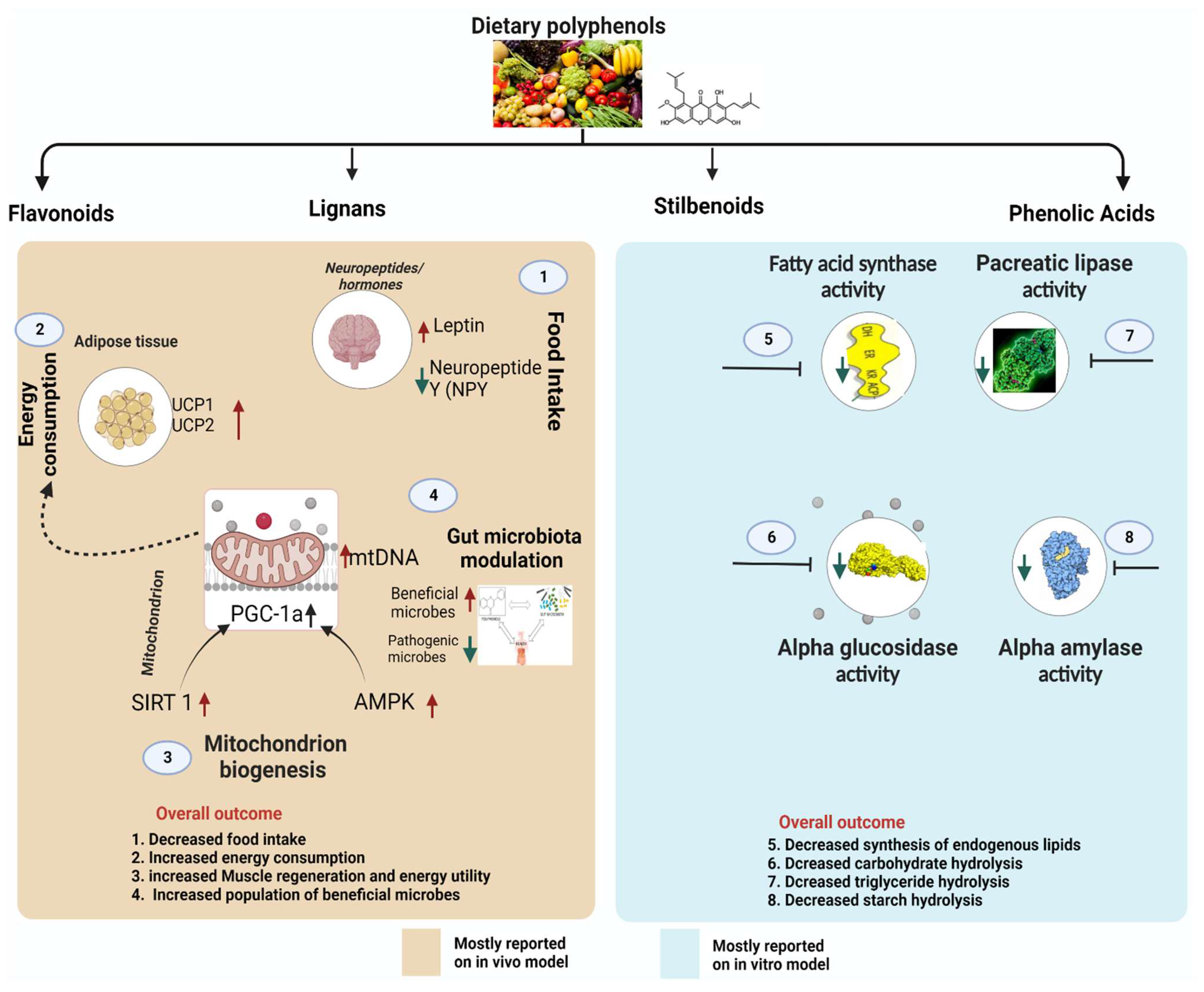 Antioxidants 12 00416 g003
