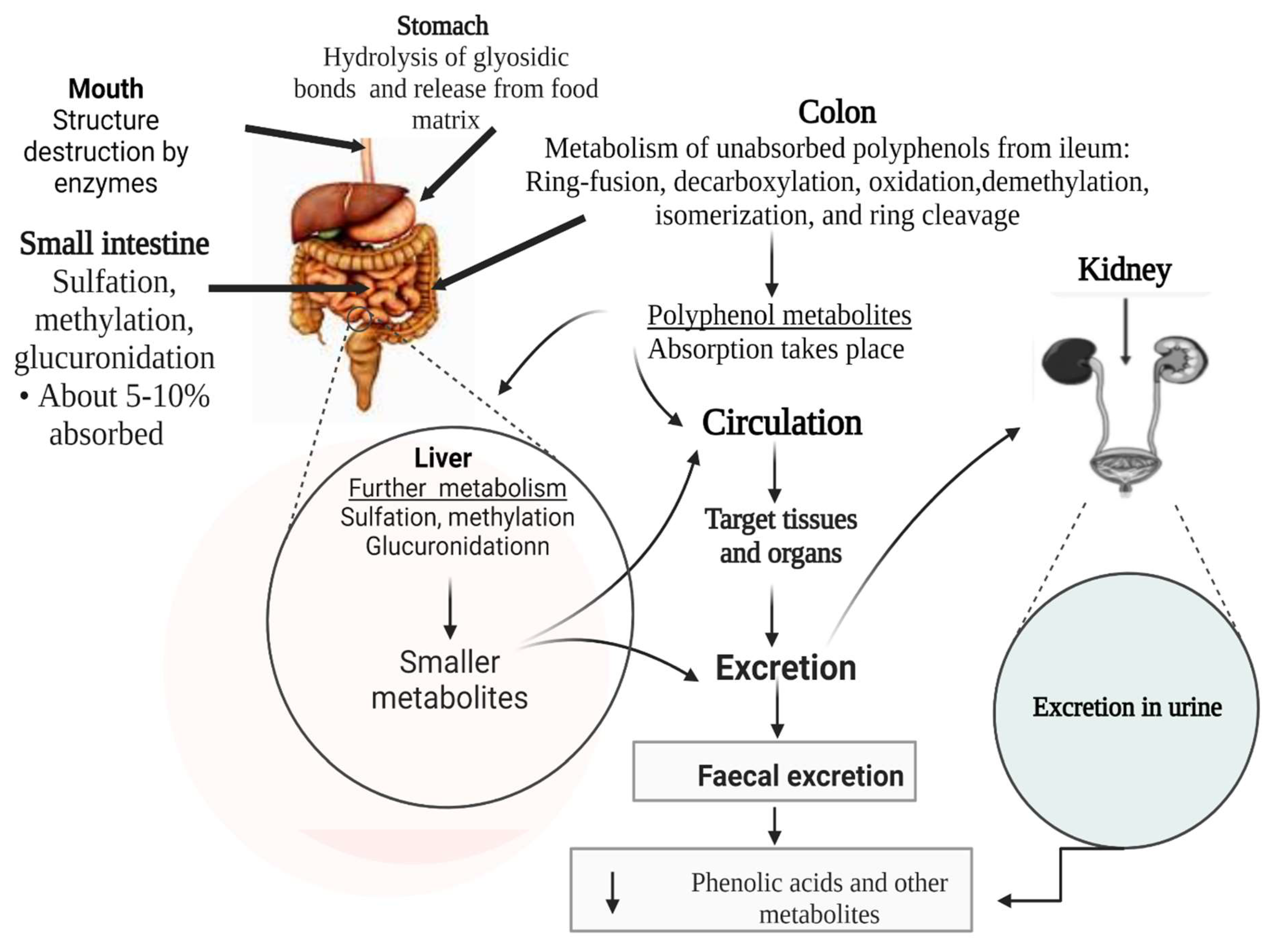 Antioxidants 12 00416 g005
