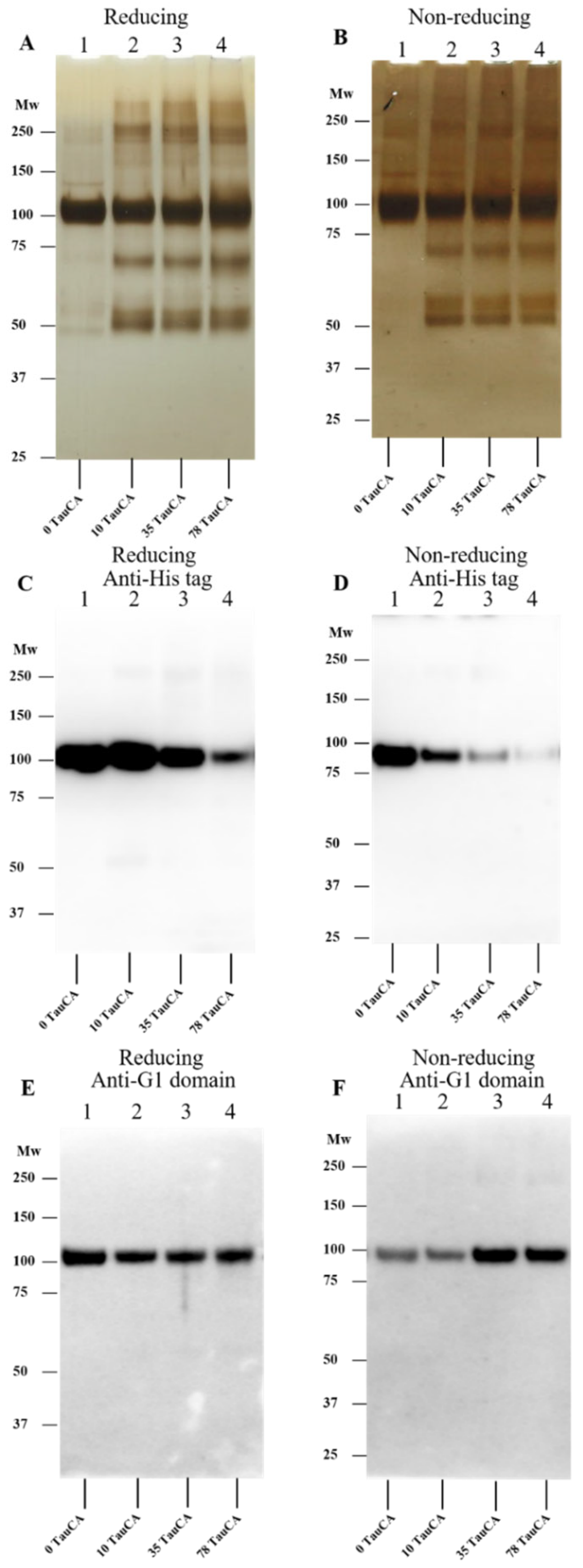 Antioxidants 12 00420 g006