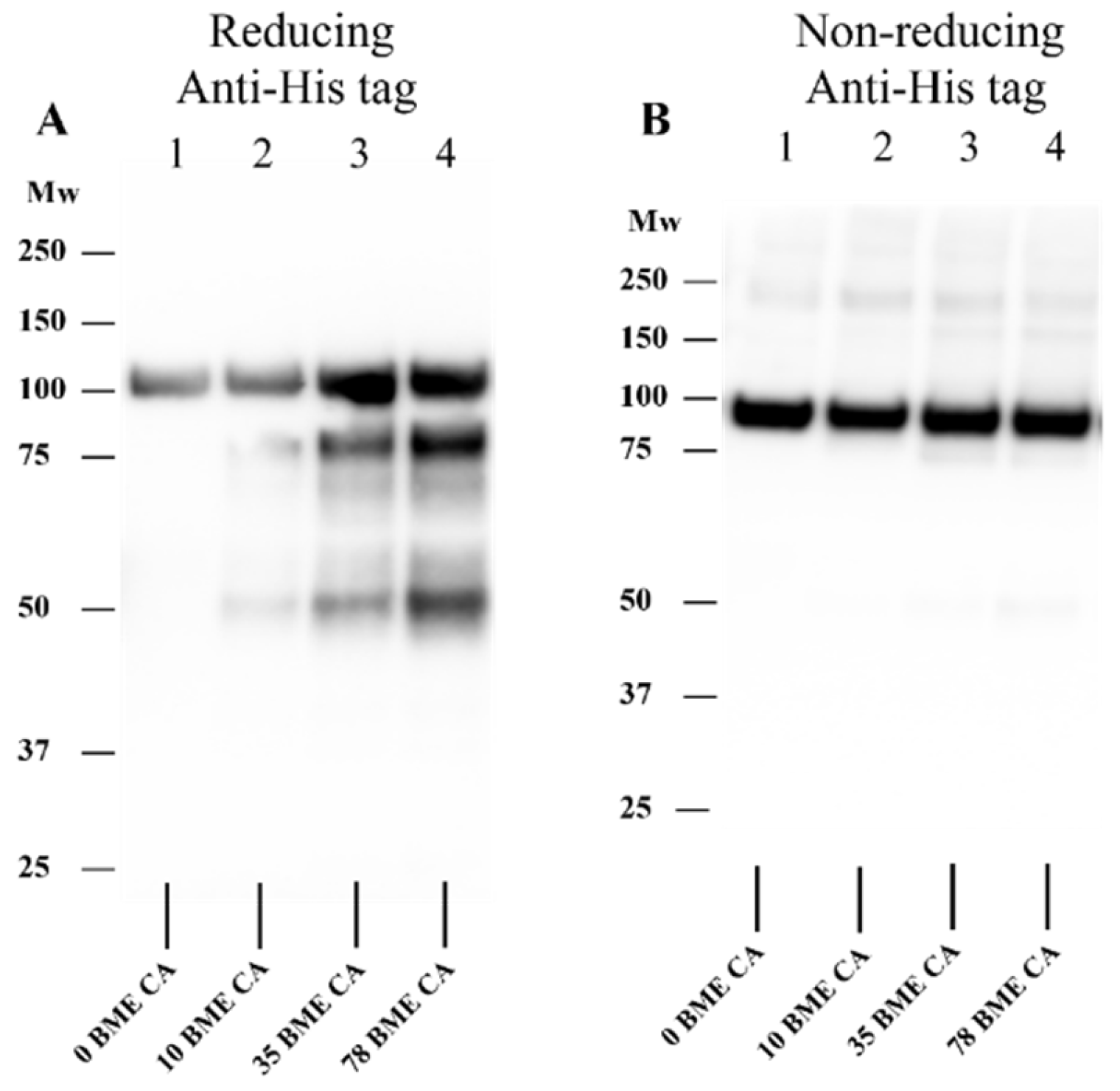 Antioxidants 12 00420 g010