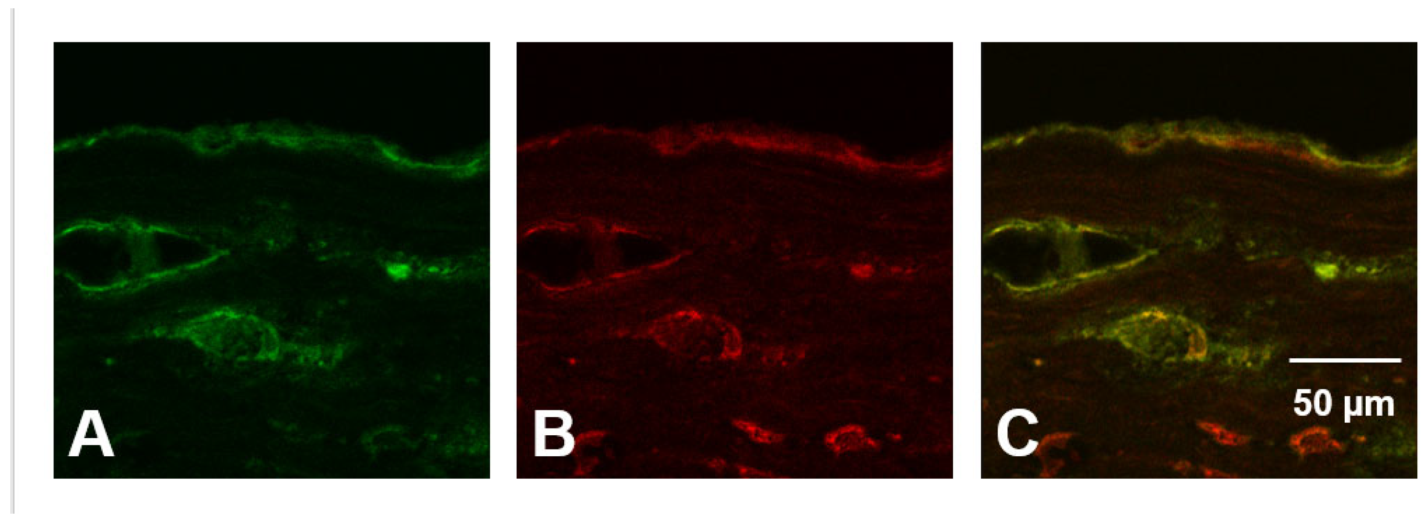 Antioxidants 12 00420 g013