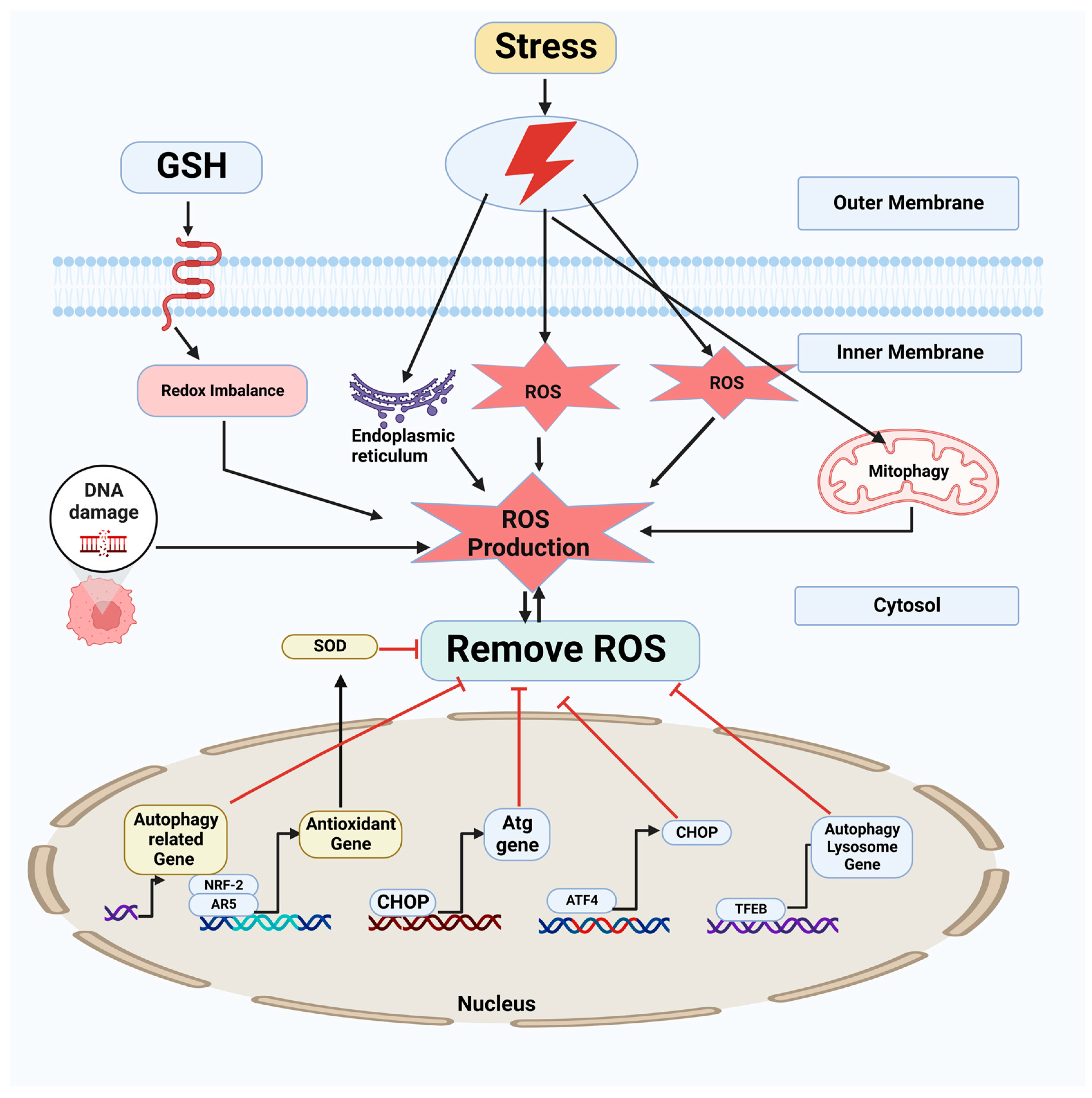 Antioxidants 12 00428 g003