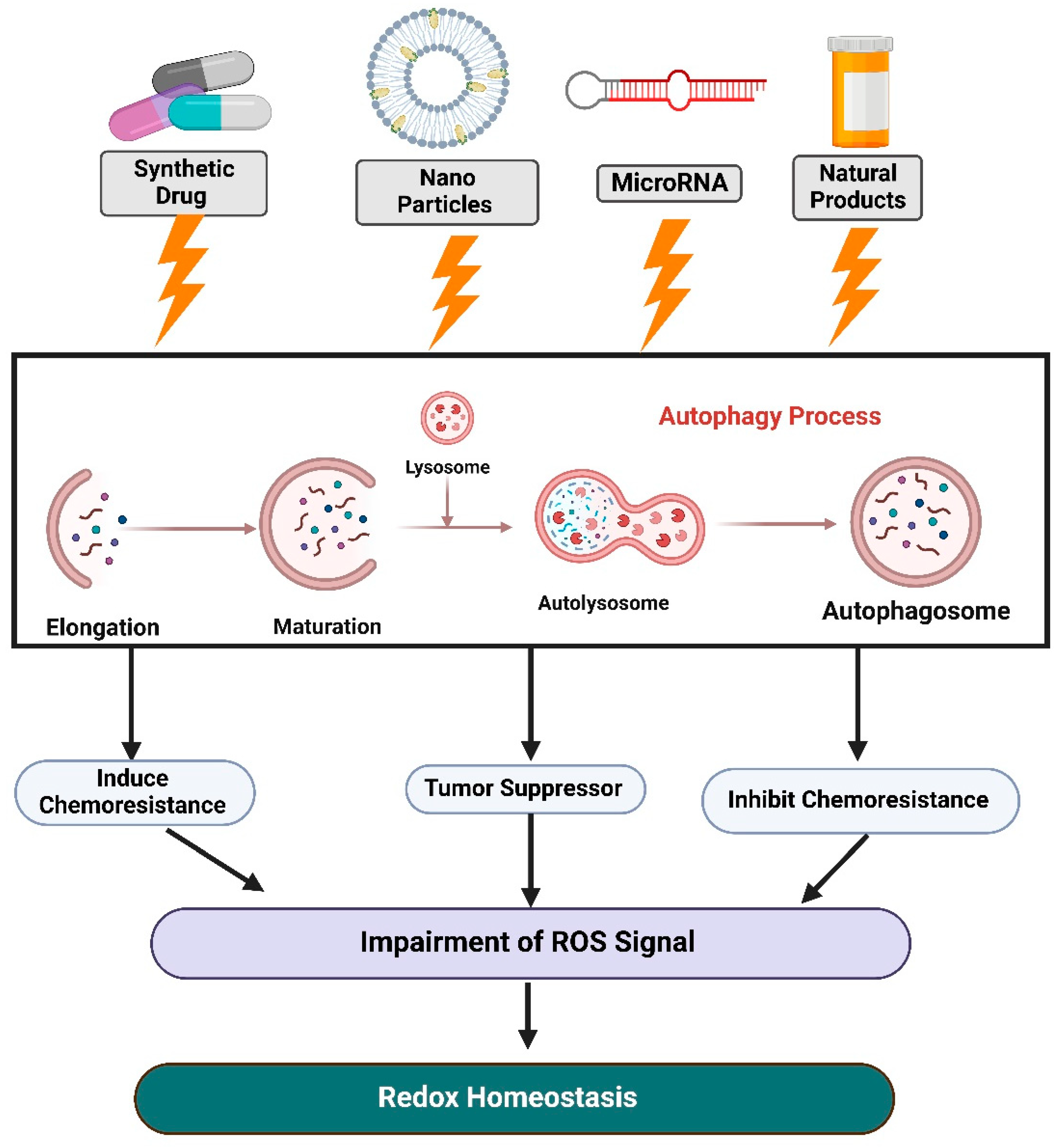 Antioxidants 12 00428 g004