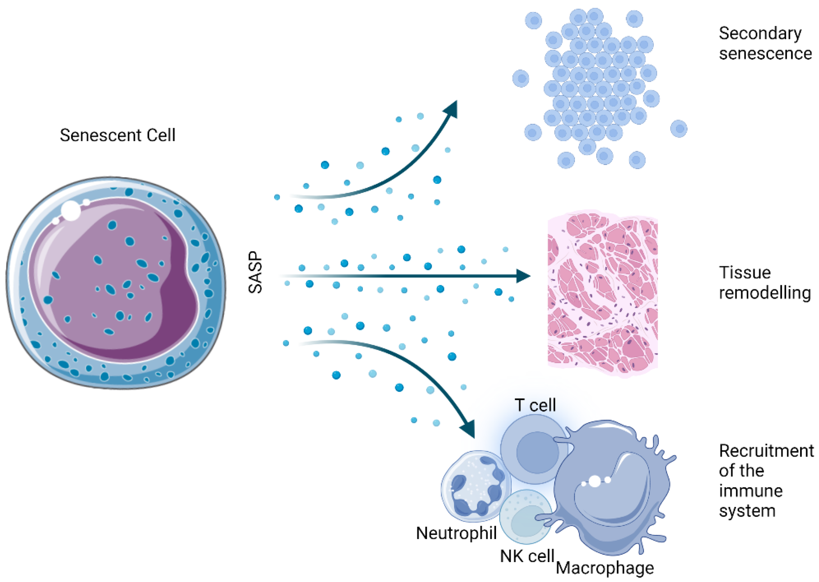 Antioxidants 12 00444 g004