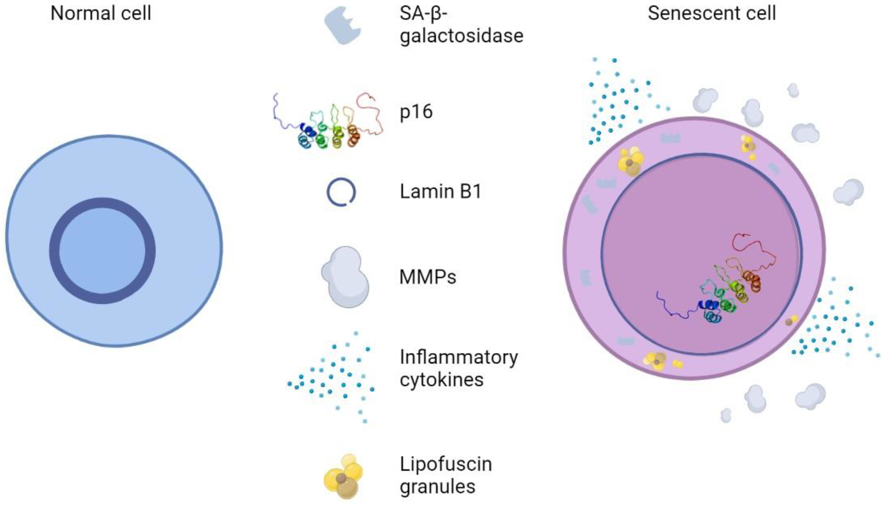 Antioxidants 12 00444 g007