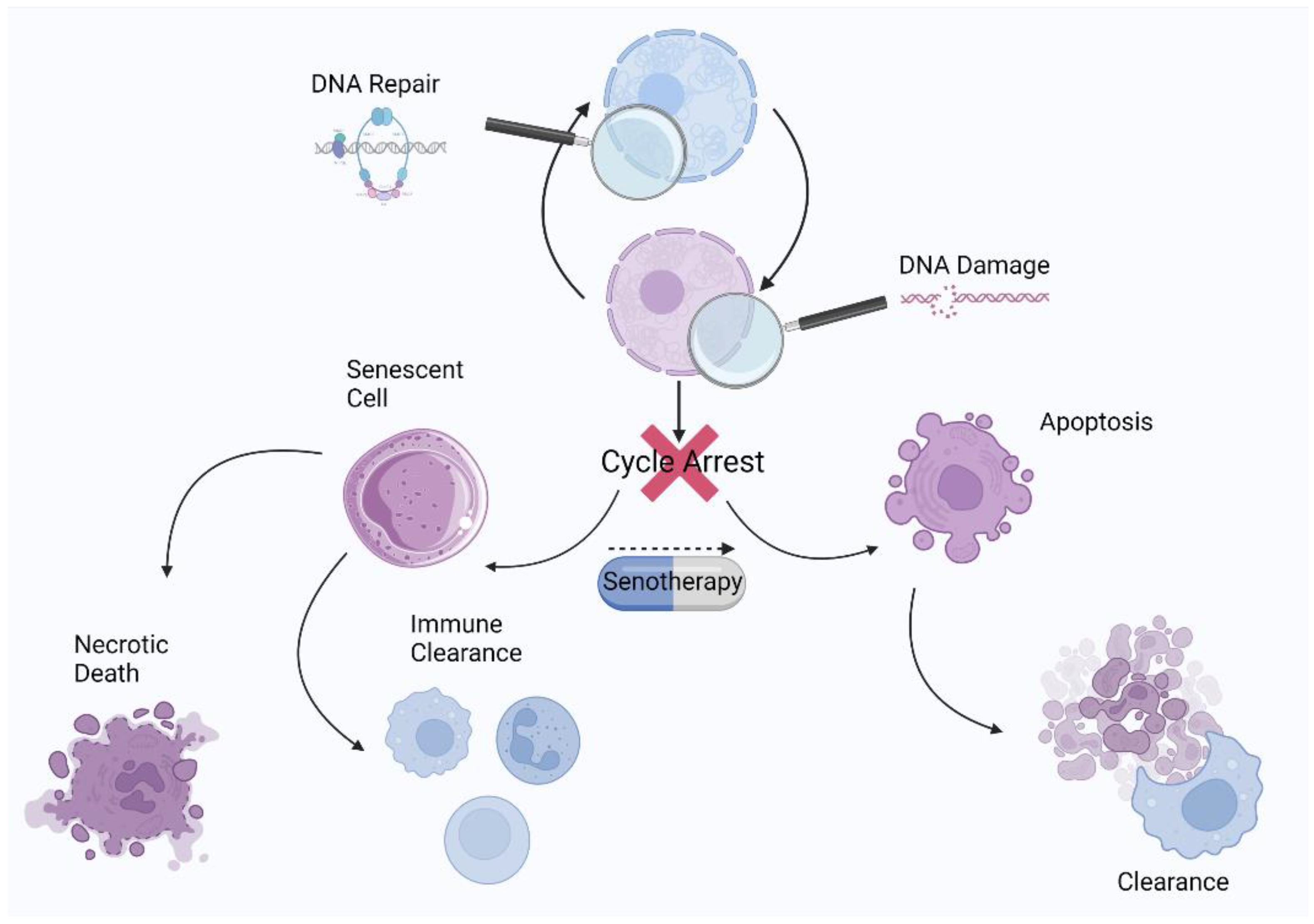 Antioxidants 12 00444 g008