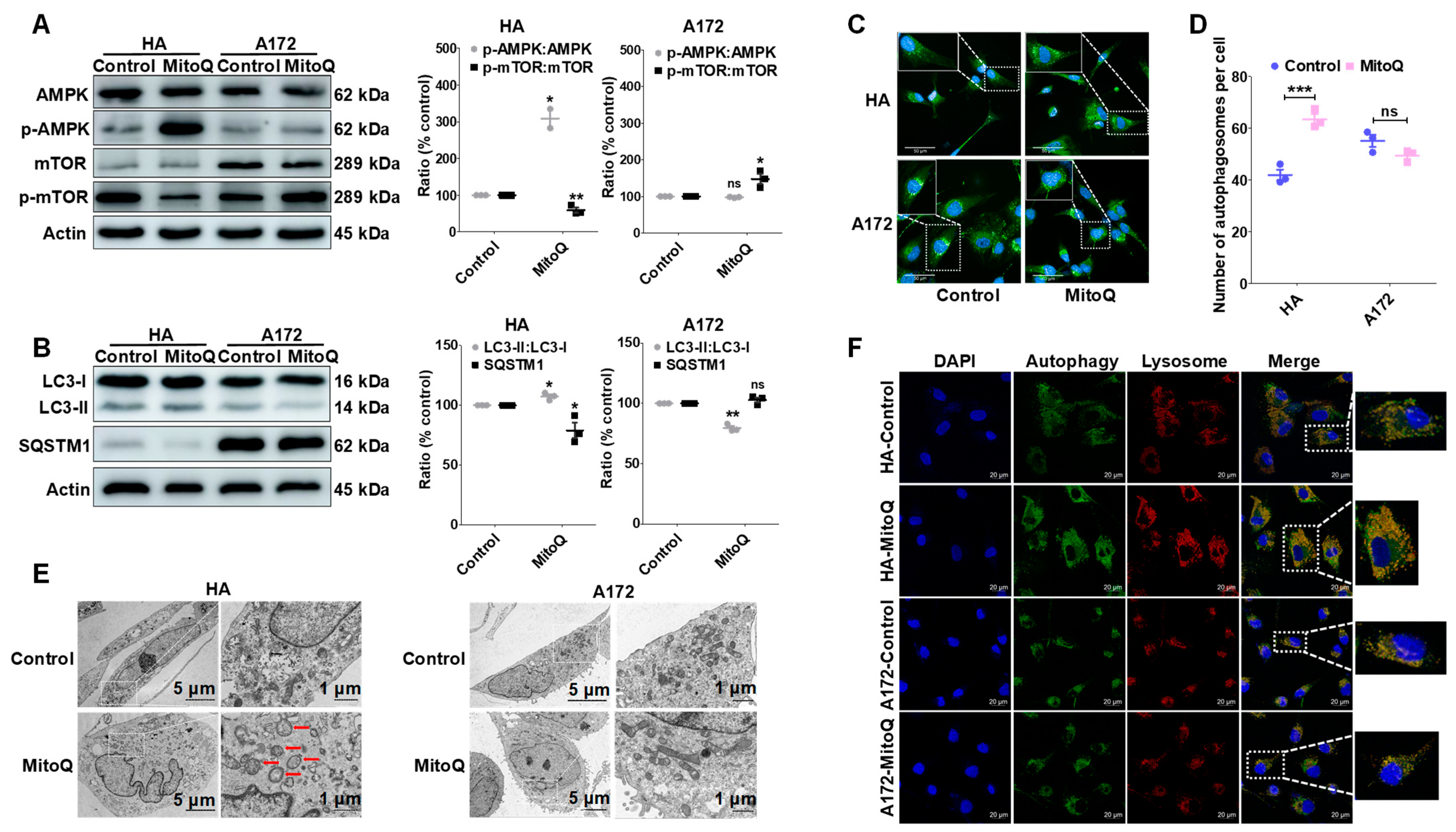 Antioxidants 12 00453 g005