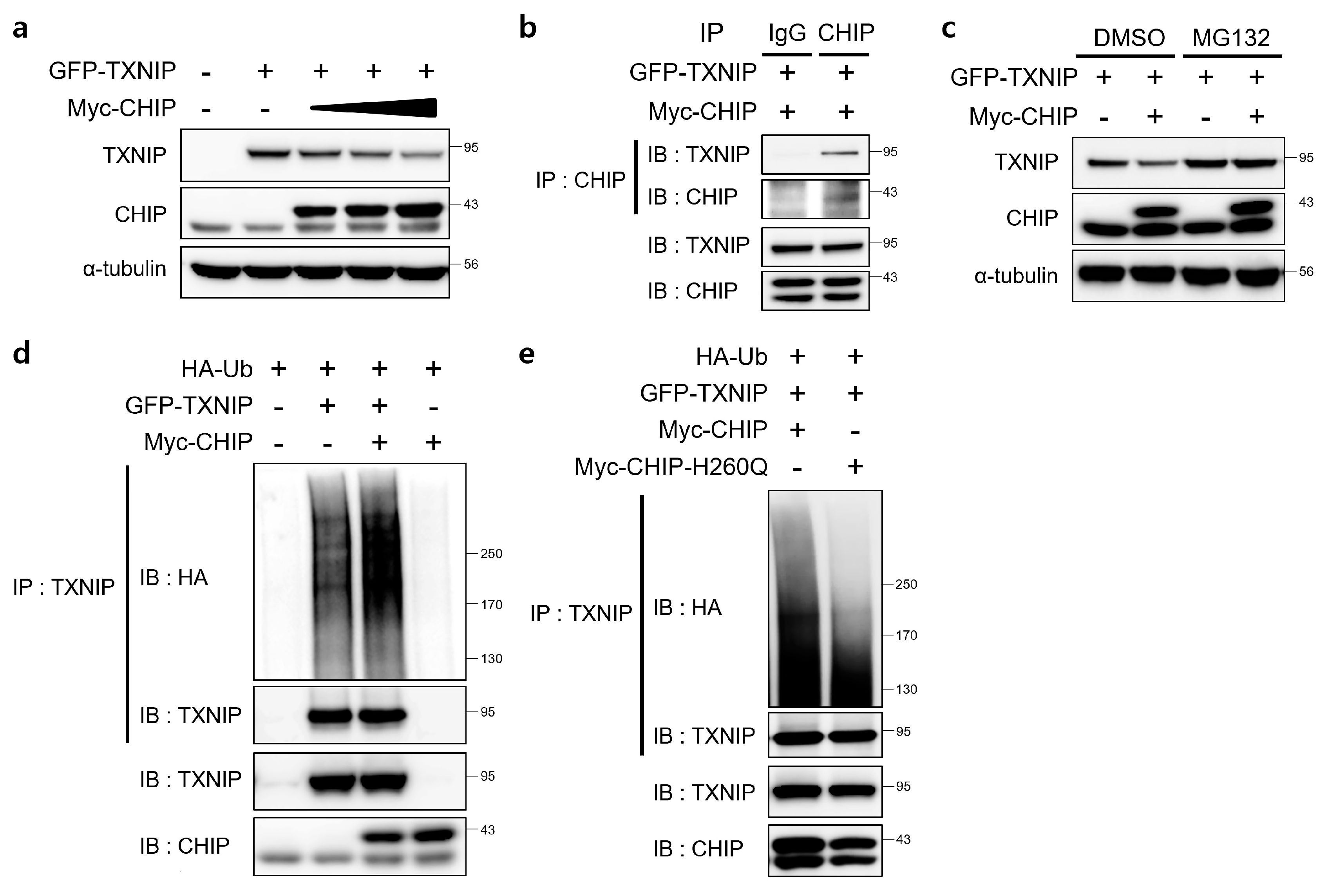 Antioxidants 12 00458 g006