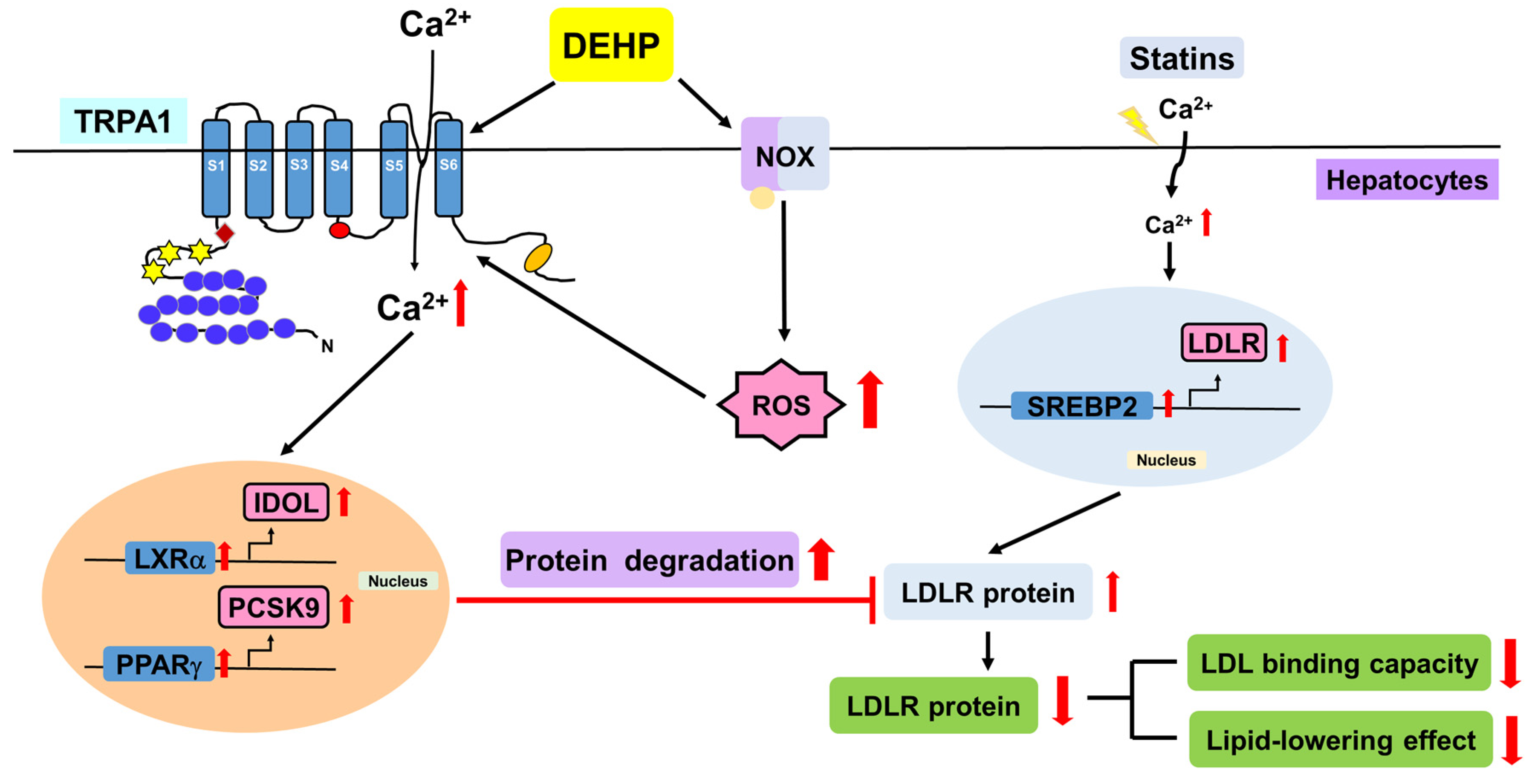 Antioxidants 12 00477 g008