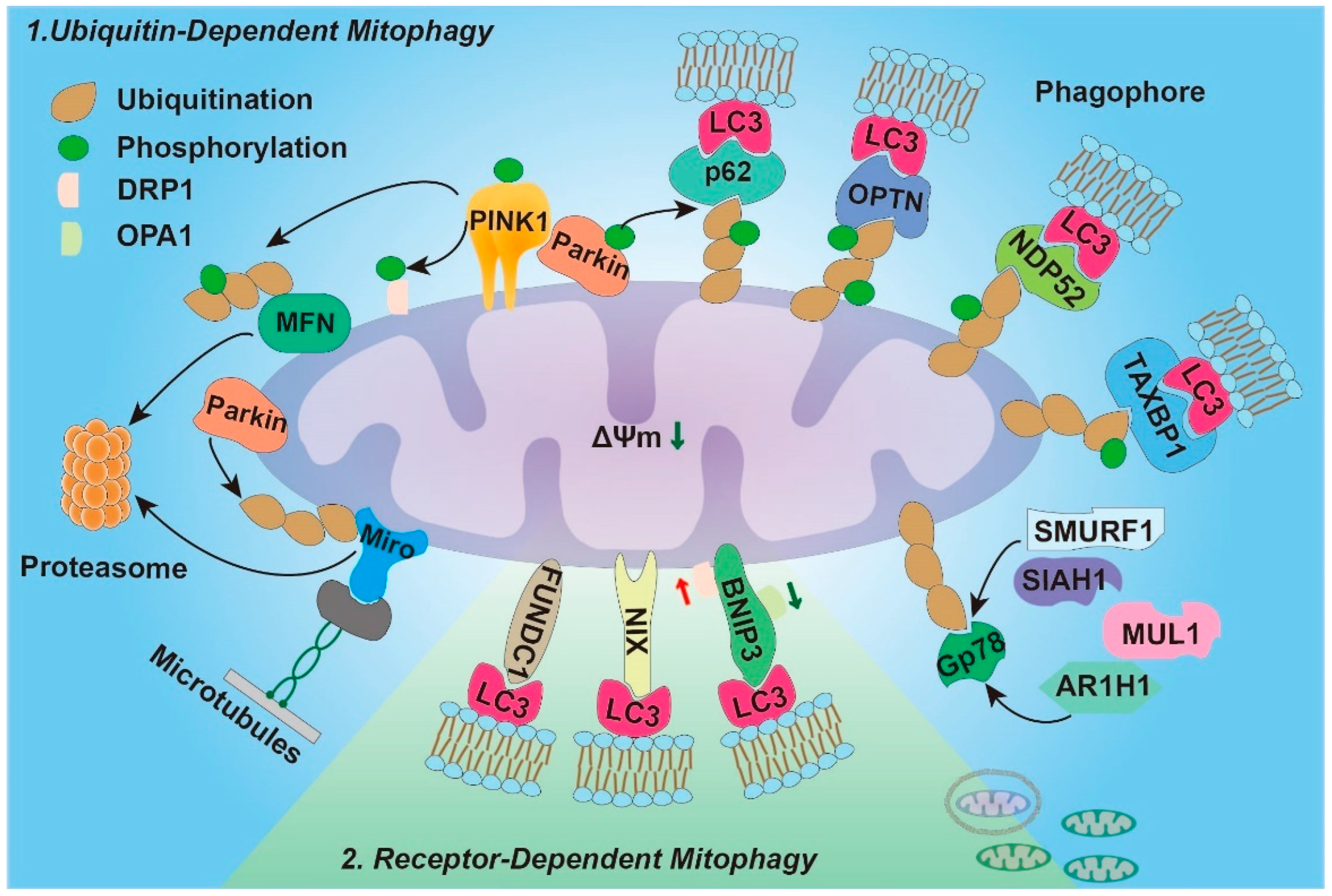 Antioxidants 12 00480 g001 Antioxidants 12 00480 g001