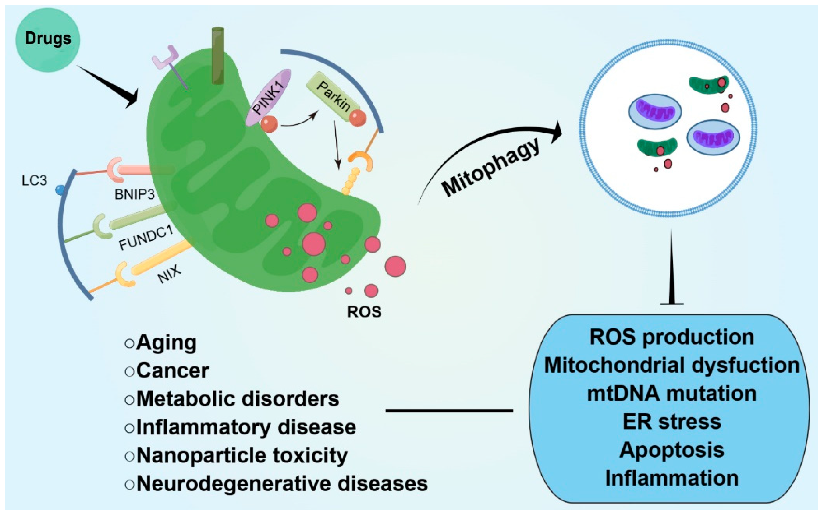 Antioxidants 12 00480 g002 Antioxidants 12 00480 g002