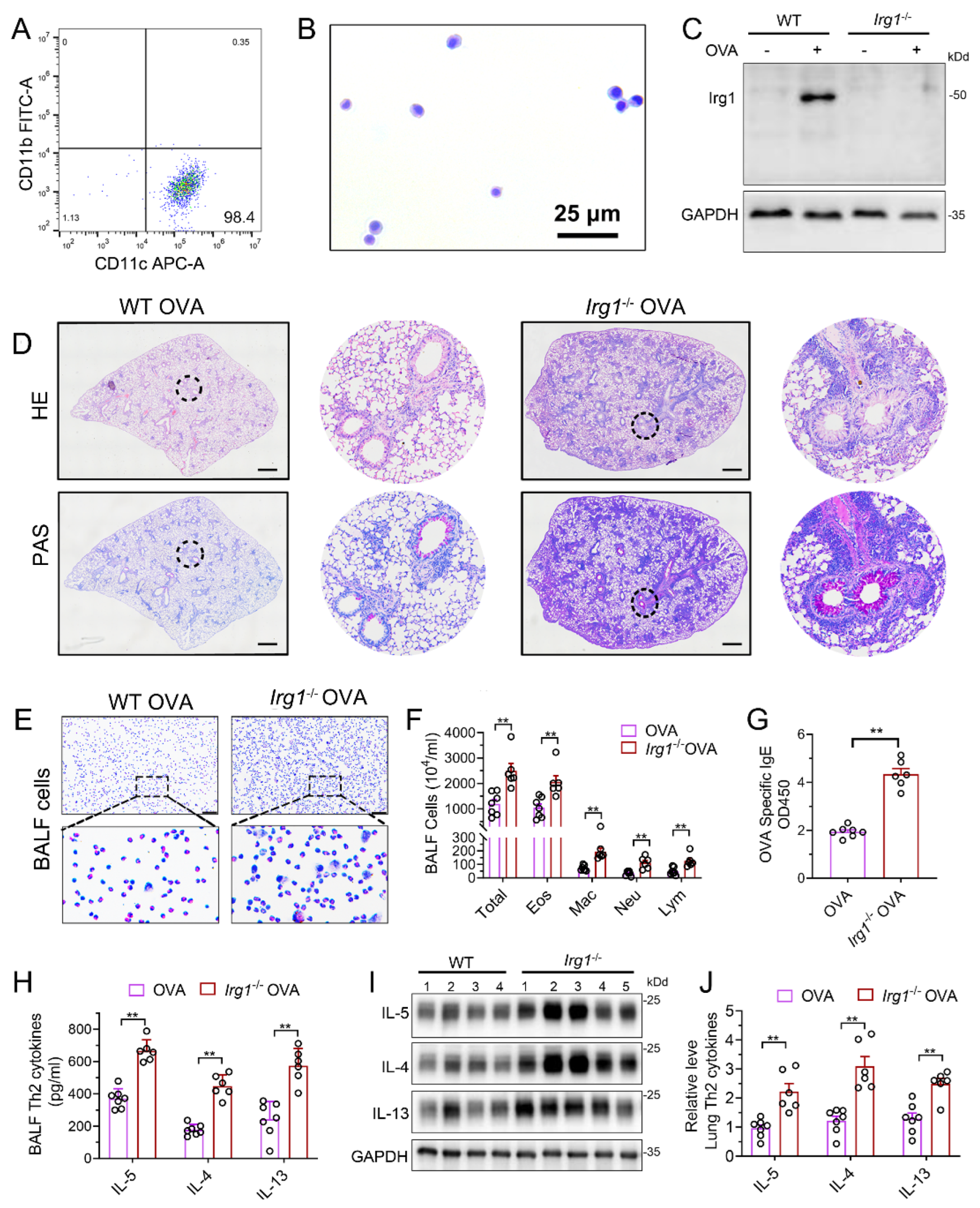 Antioxidants 12 00489 g003