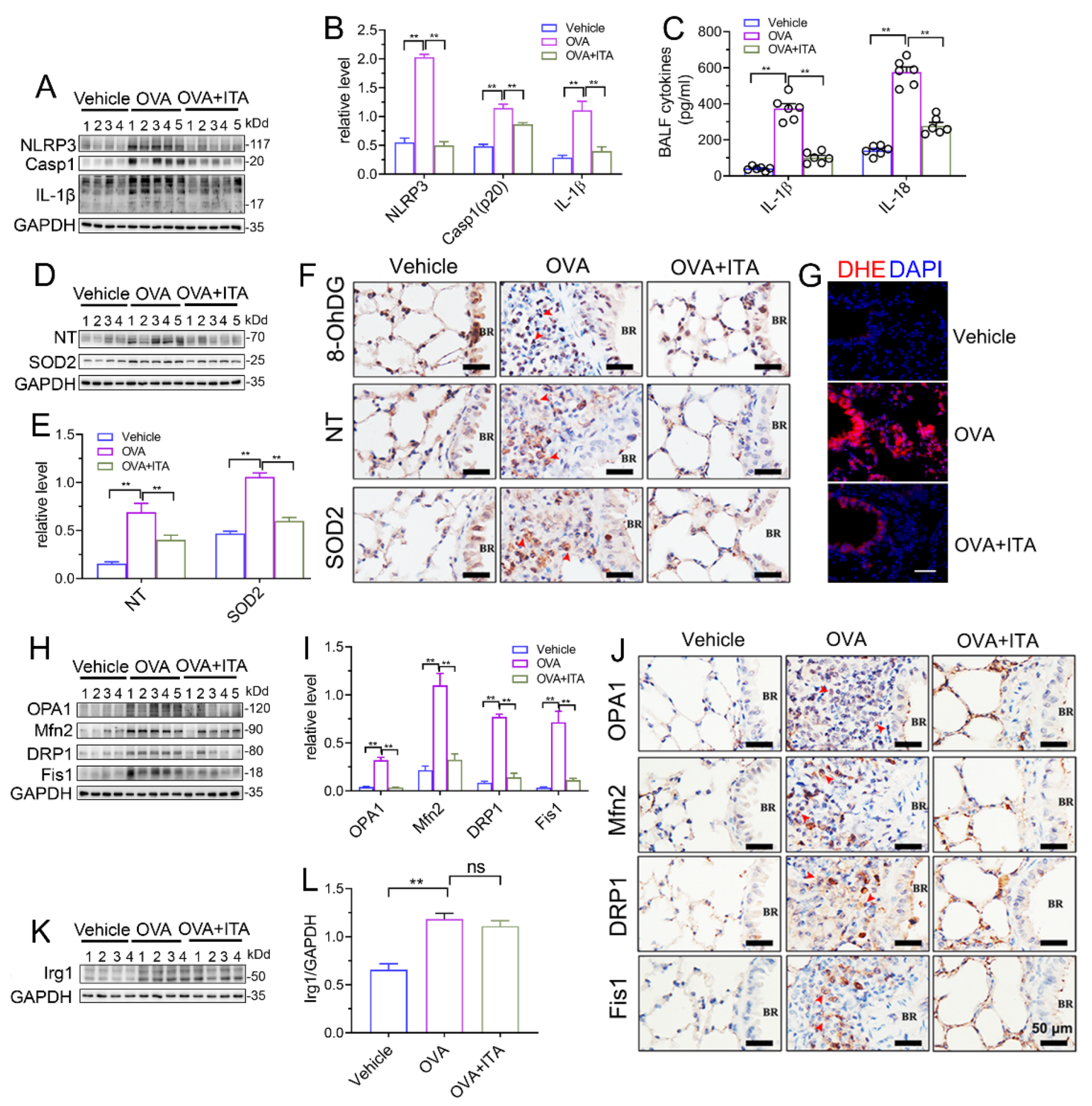 Antioxidants 12 00489 g004