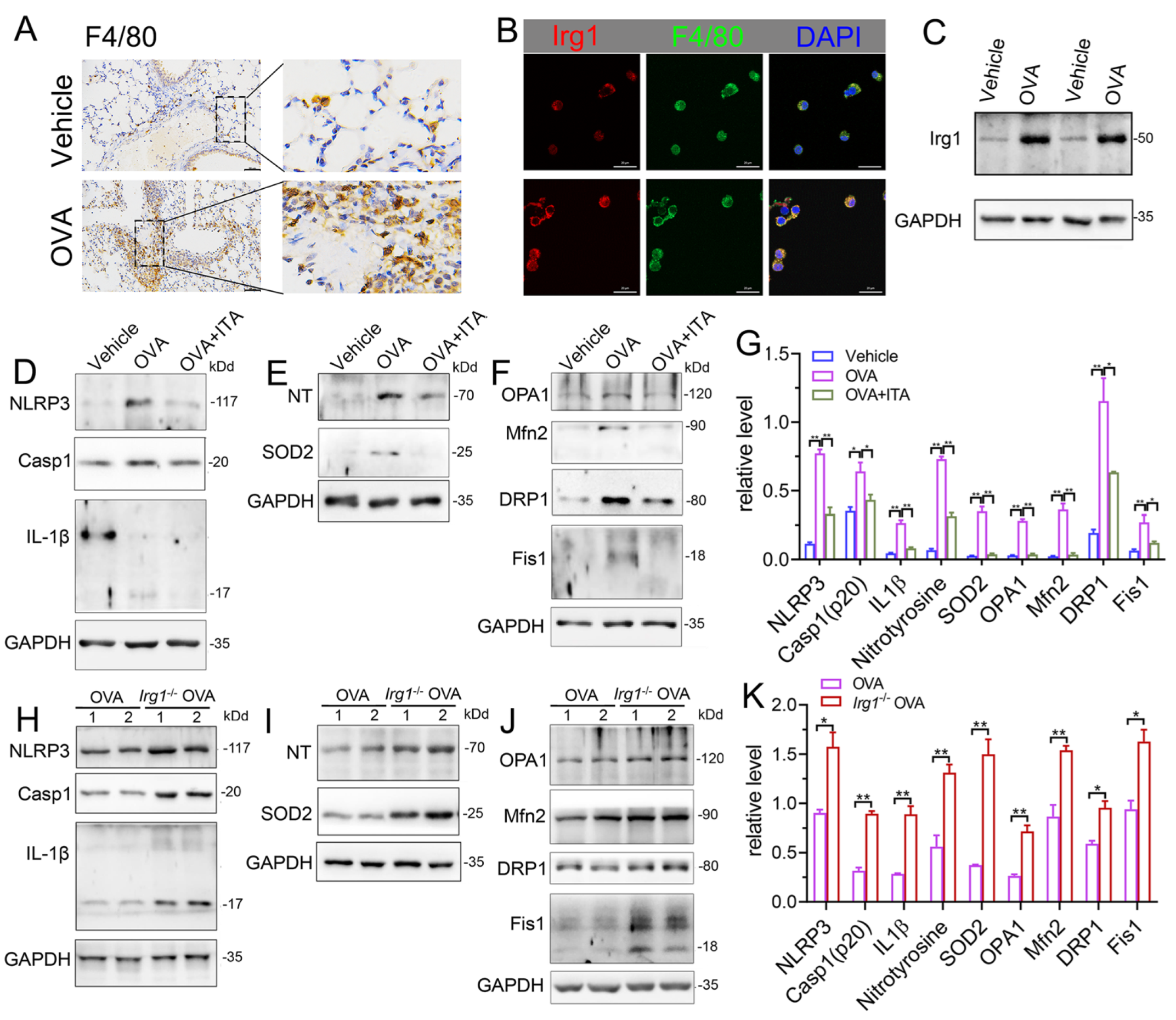 Antioxidants 12 00489 g007
