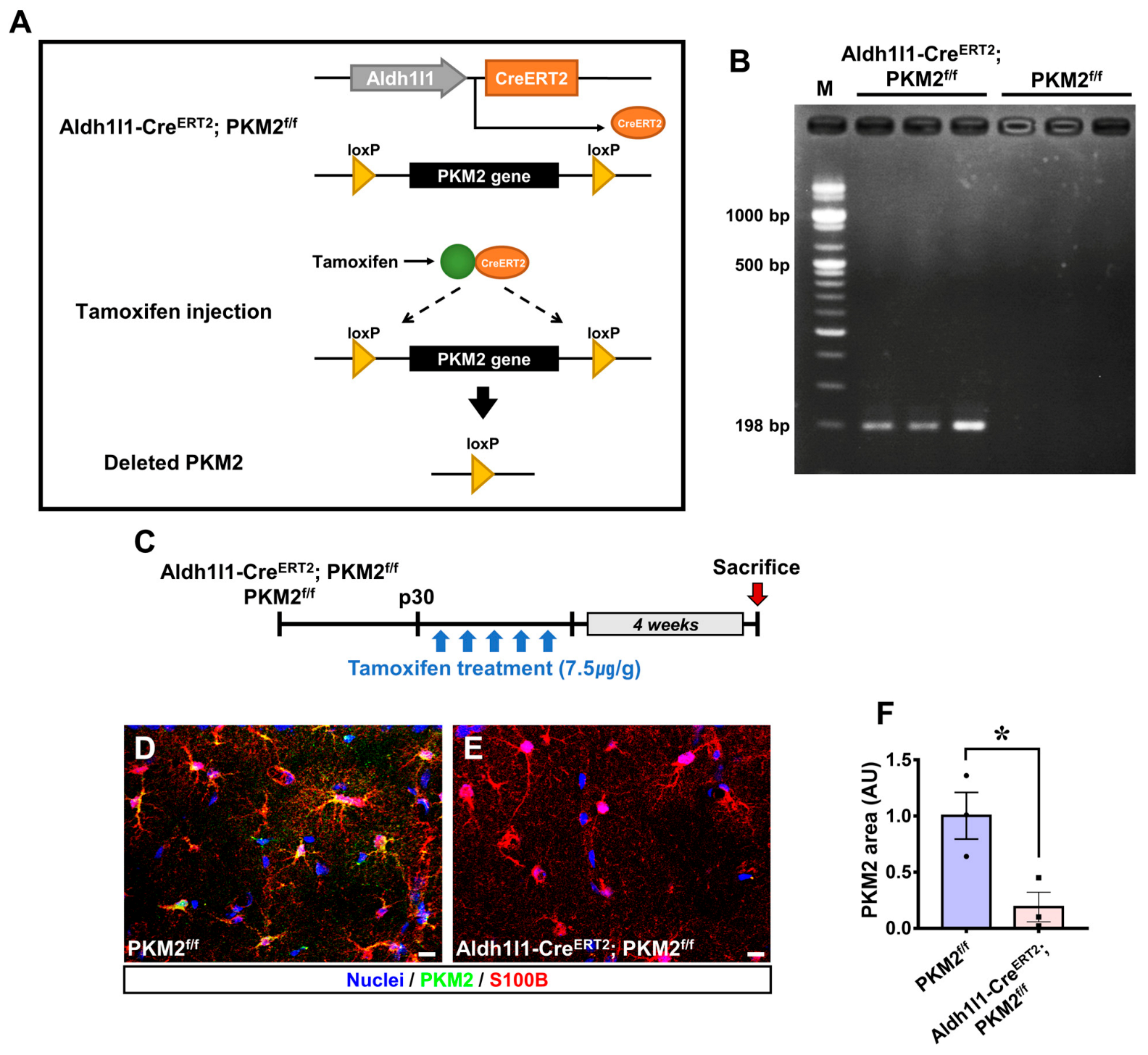 Antioxidants 12 00491 g001 Antioxidants 12 00491 g001
