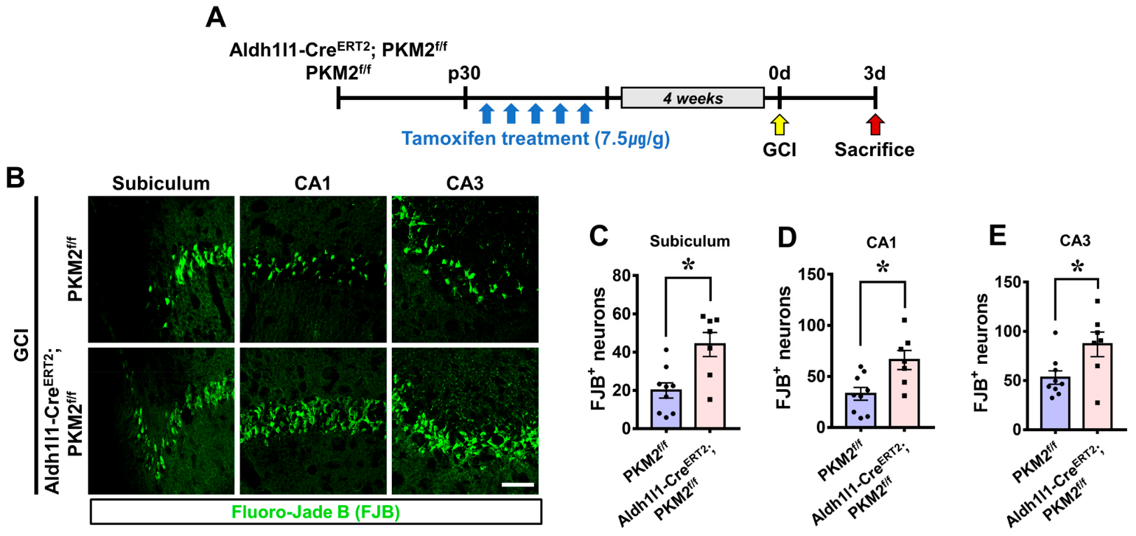 Antioxidants 12 00491 g002 Antioxidants 12 00491 g002