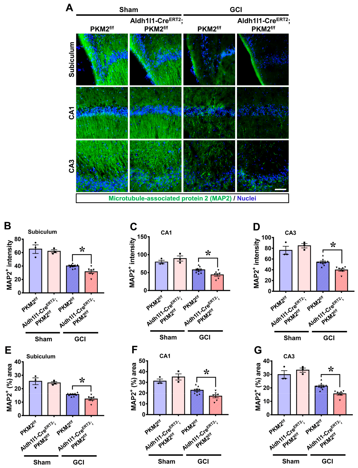 Antioxidants 12 00491 g003 Antioxidants 12 00491 g003