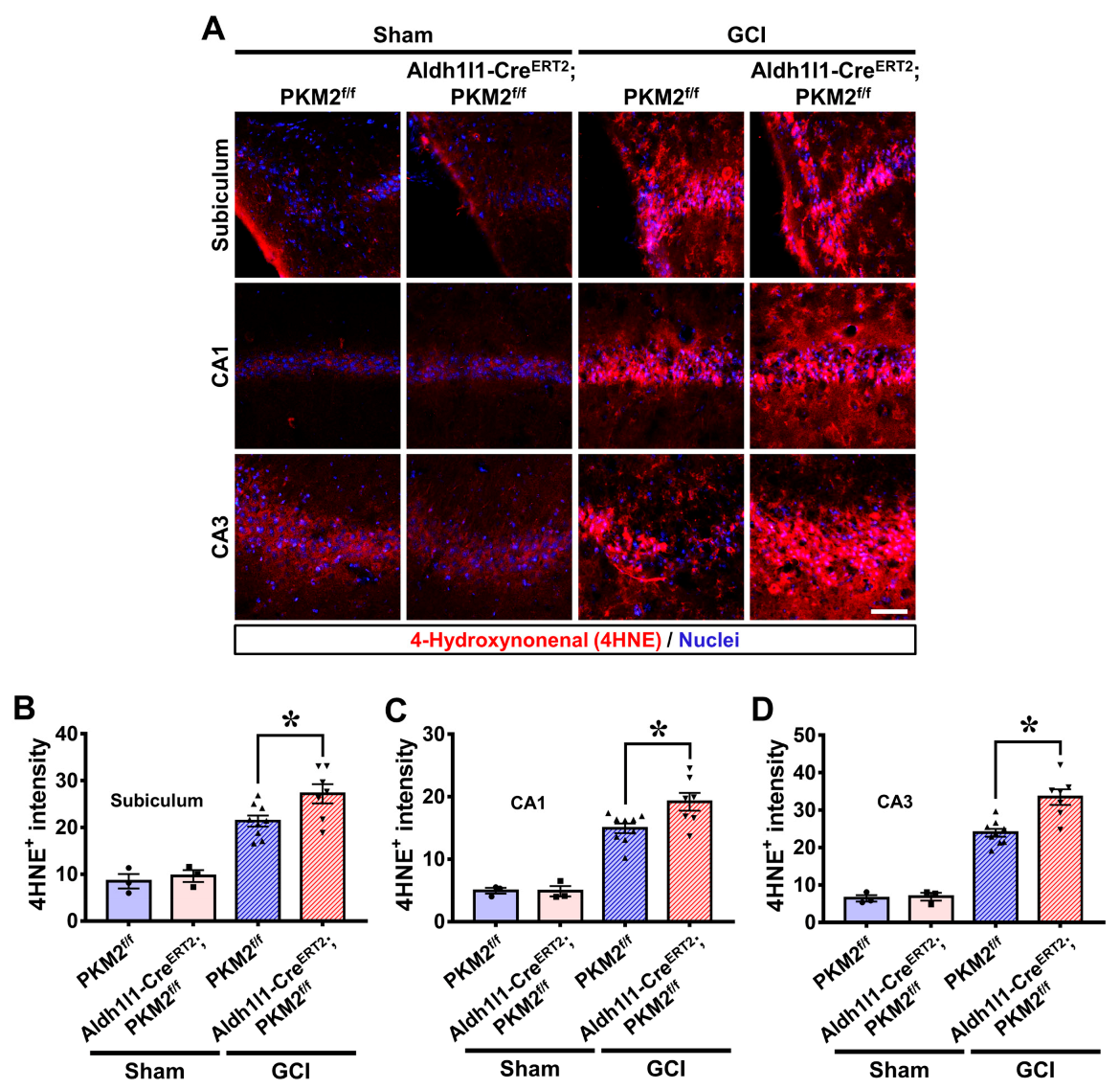 Antioxidants 12 00491 g004 Antioxidants 12 00491 g004