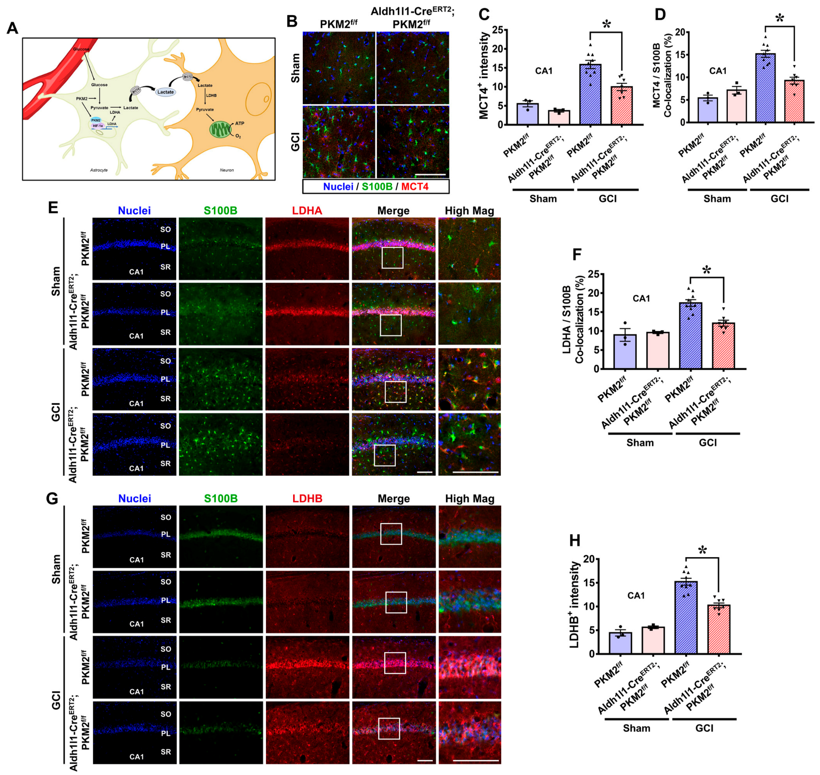 Antioxidants 12 00491 g005 Antioxidants 12 00491 g005