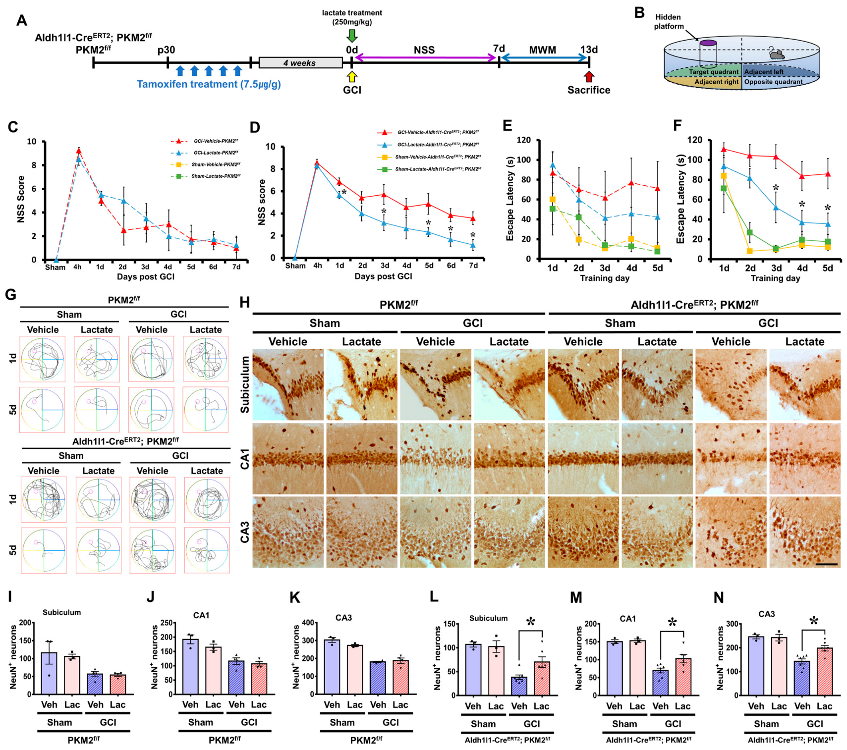Antioxidants 12 00491 g007 Antioxidants 12 00491 g007
