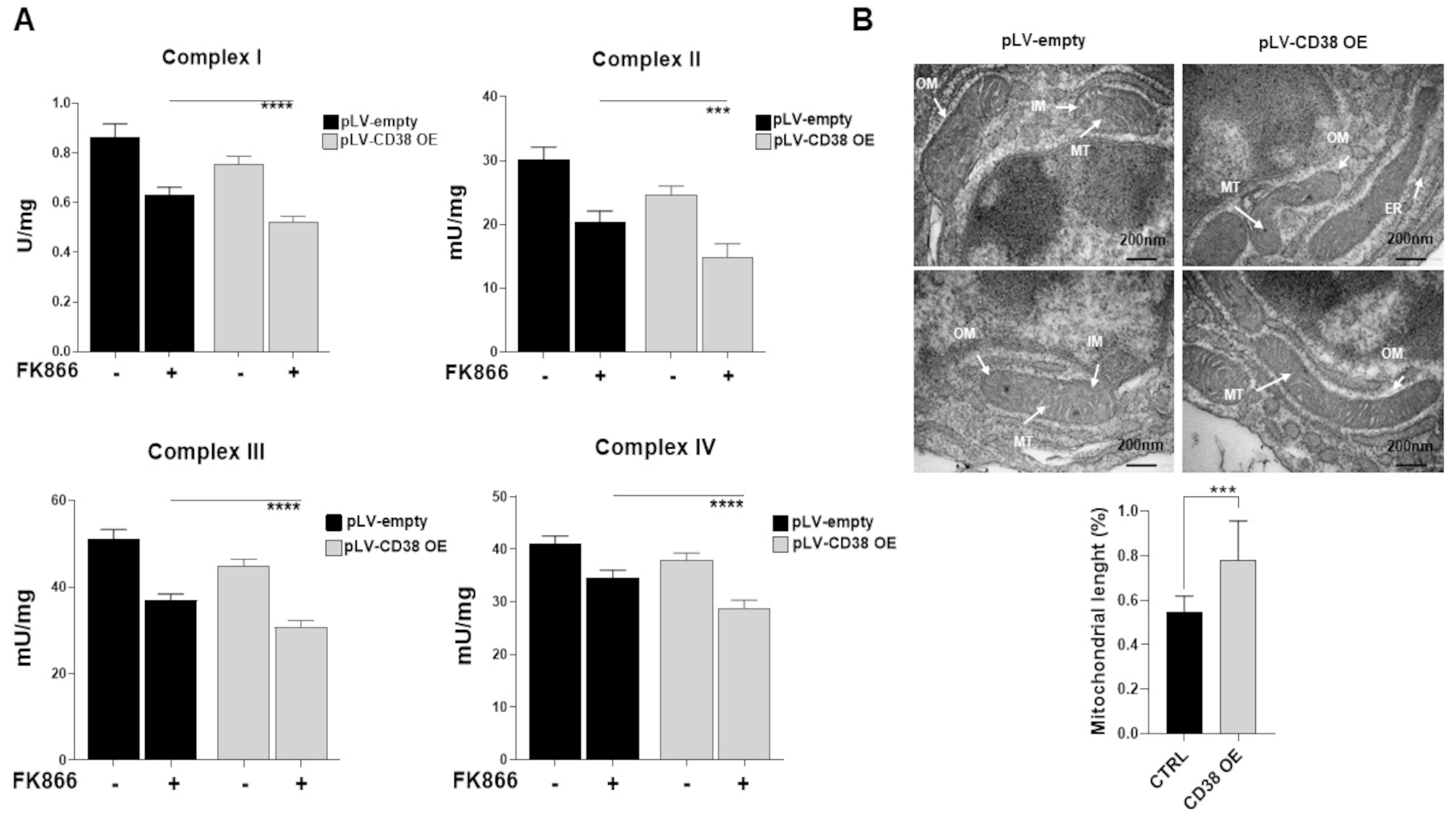 Antioxidants 12 00494 g007 Antioxidants 12 00494 g007