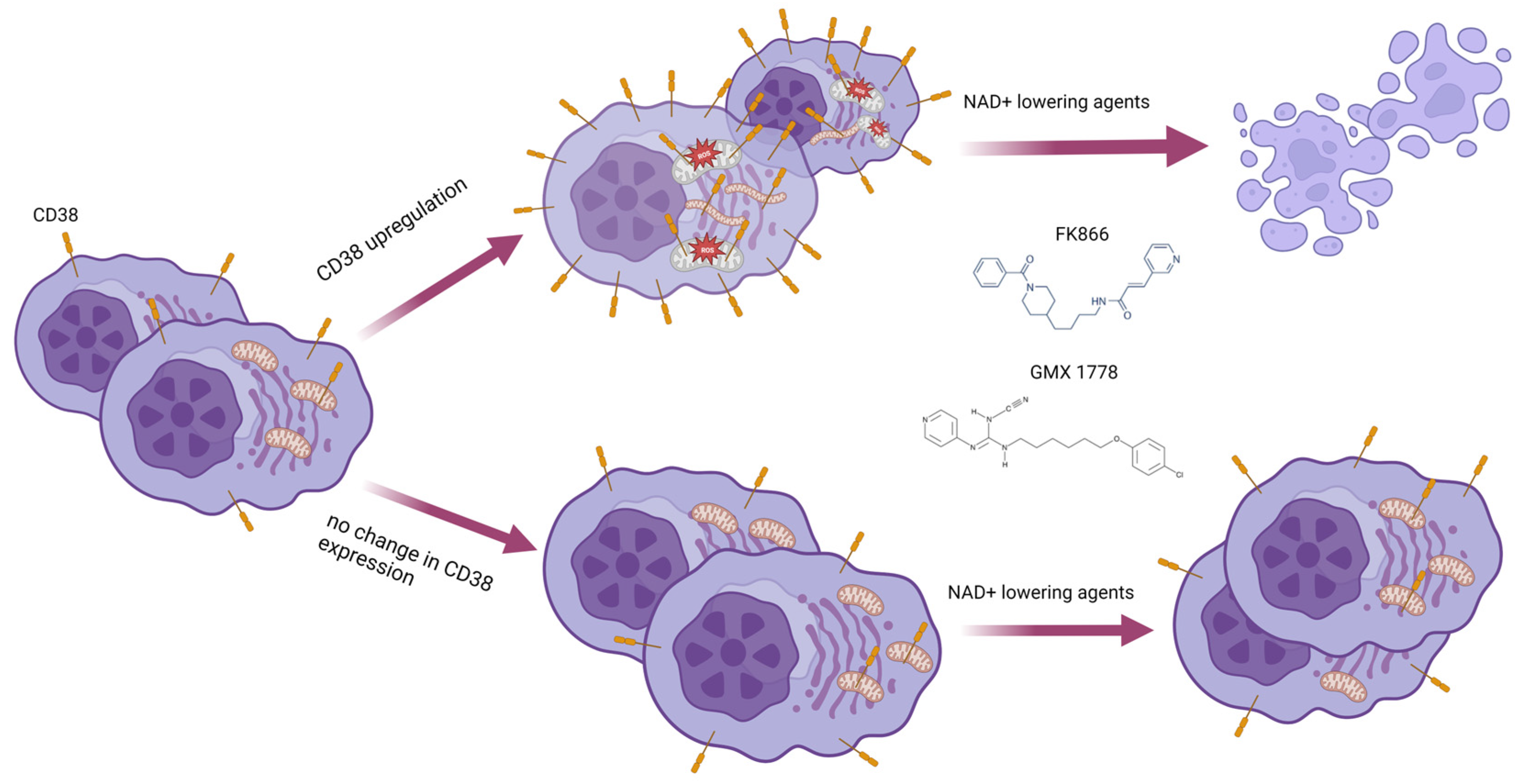 Antioxidants 12 00494 g010 Antioxidants 12 00494 g010