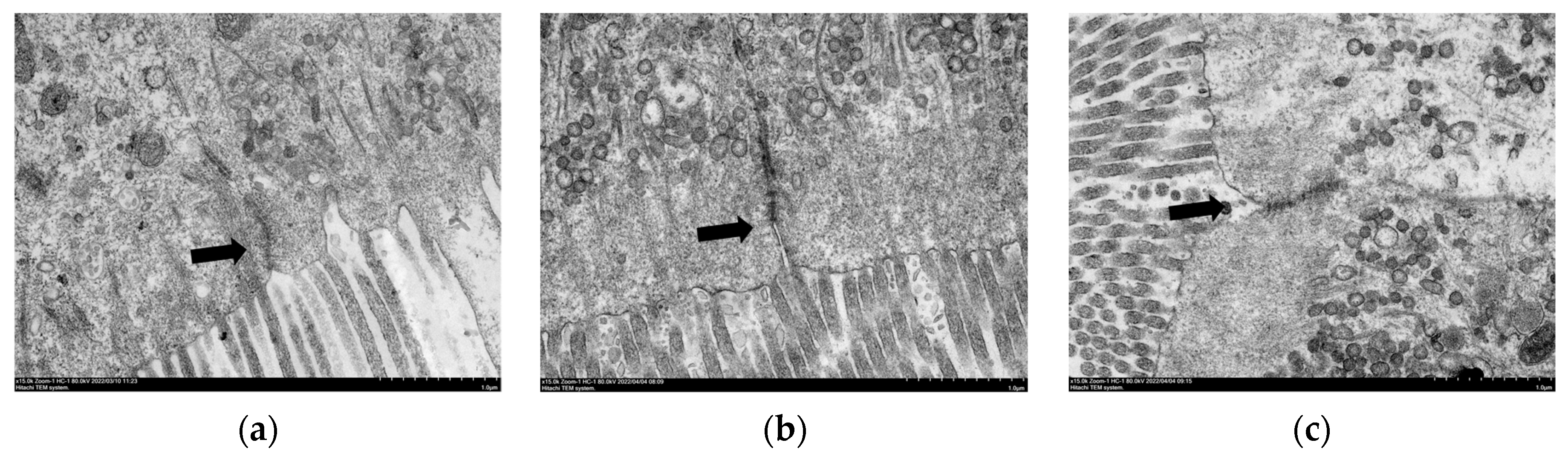 Antioxidants 12 00502 g004