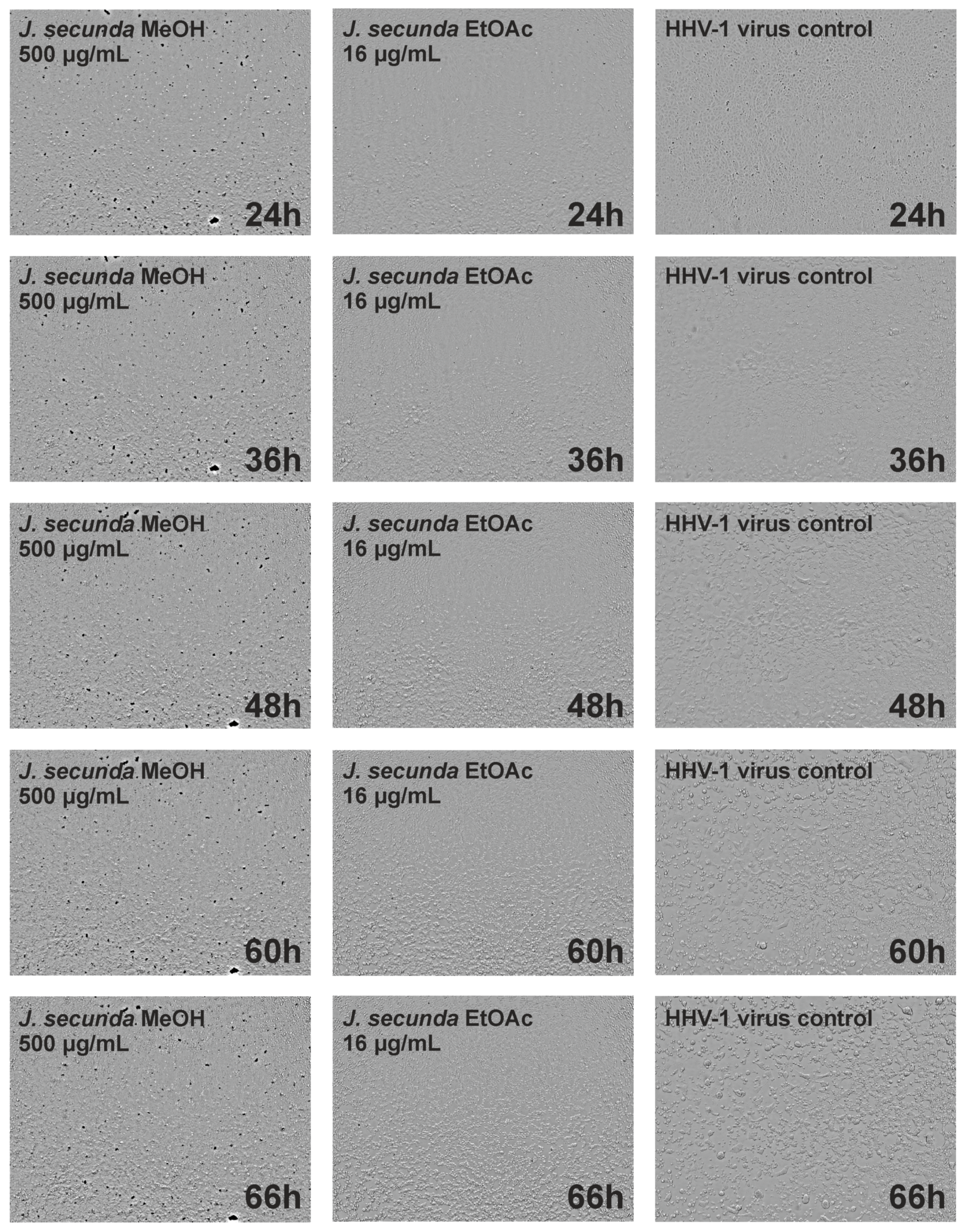 Antioxidants 12 00509 g004