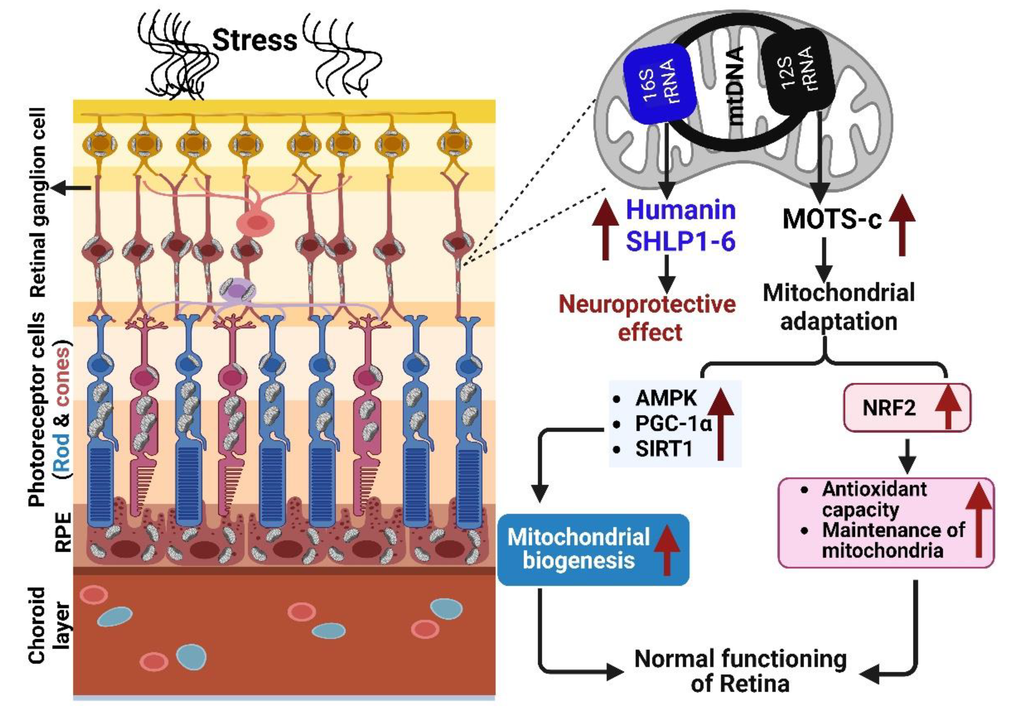 Antioxidants 12 00518 g002